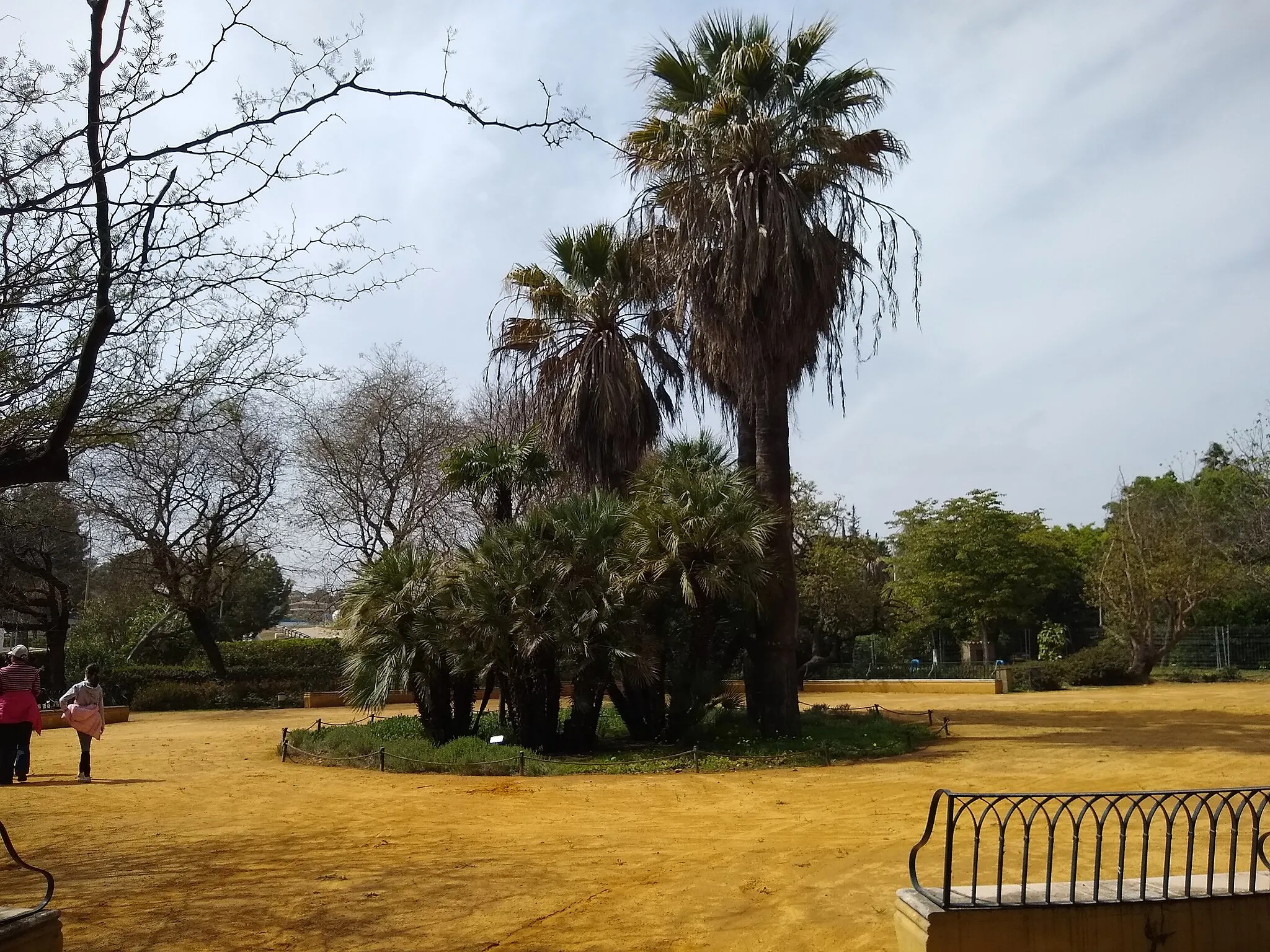 Photo showing: El Arboreto de El Carambolo. Camas, provincia de Sevilla, Andalucía, España.
