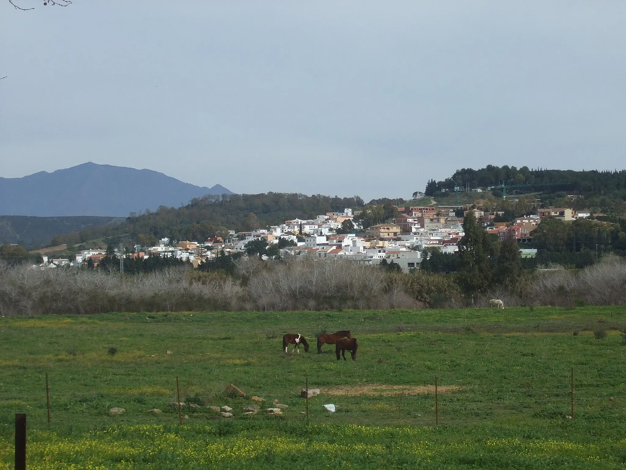 Photo showing: San Enrique de Guadiaro. Al fondo, Sierra Bermeja.
