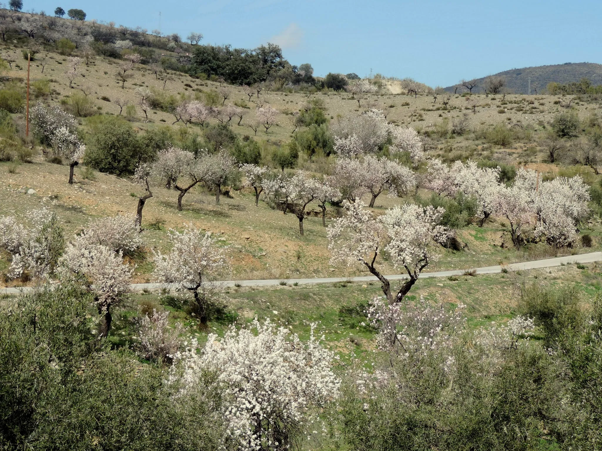 Photo showing: Paisaje de Tahal, Alcudia y Chercos. Febrero 2017.