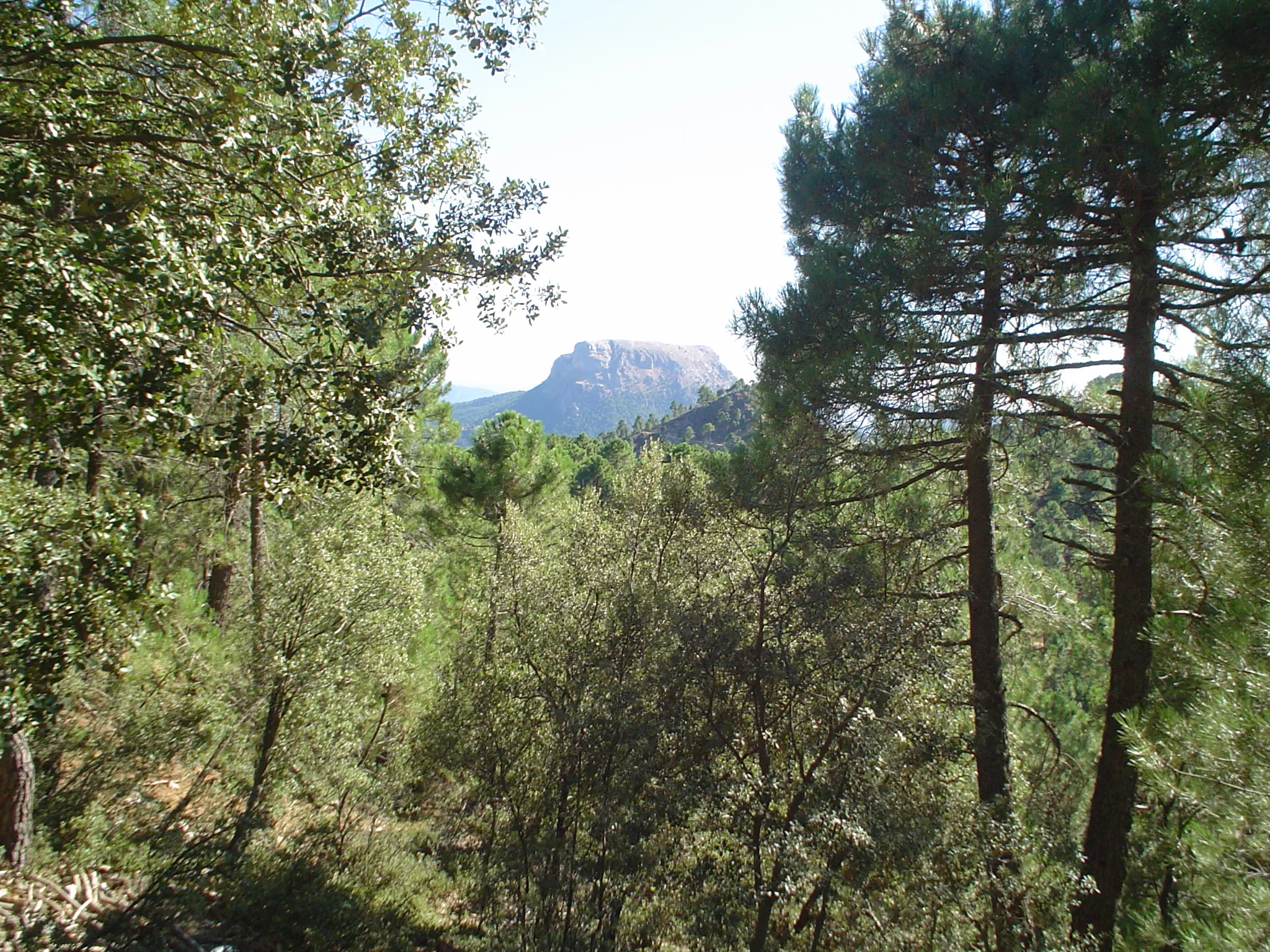 Photo showing: Fotografía tomada desde el camino que sube al Pico de la Sarga, hacia la Piedra del Cambrón (al fondo), en Villaverde de Guadalimar (Albacete)