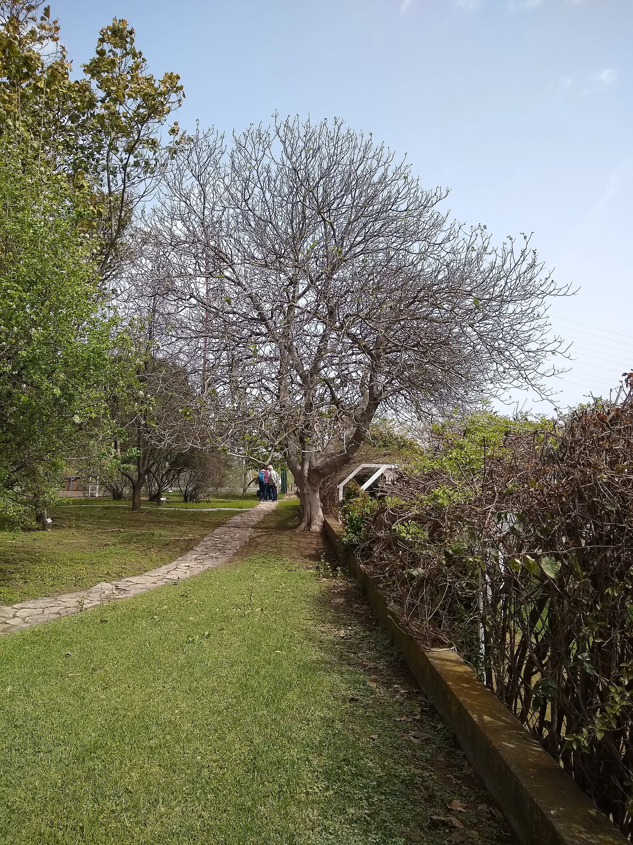 Photo showing: El Arboreto de El Carambolo. Camas, provincia de Sevilla, Andalucía, España.