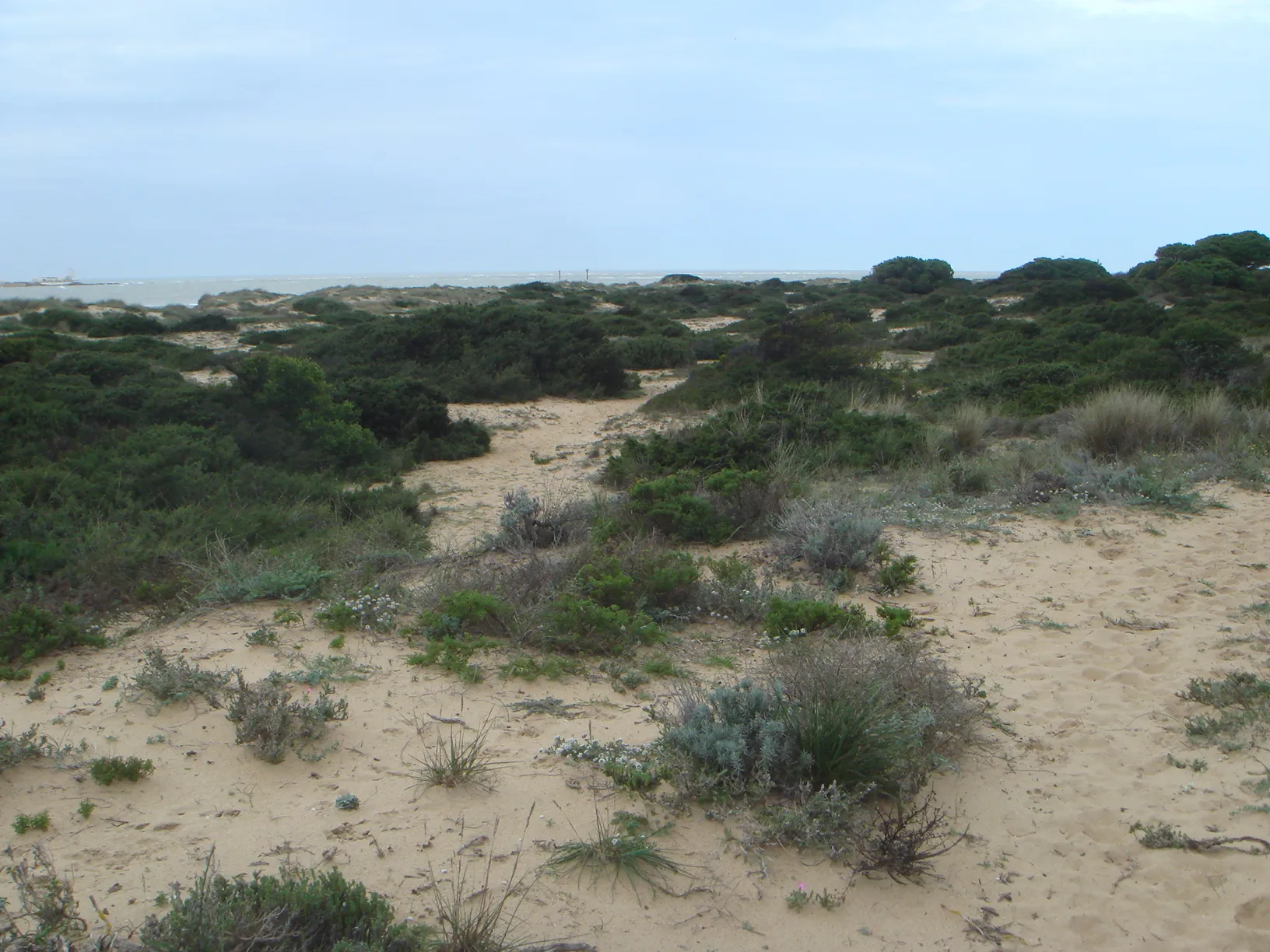 Photo showing: (Juniperus phoenicea) province of Cádiz, Spain.