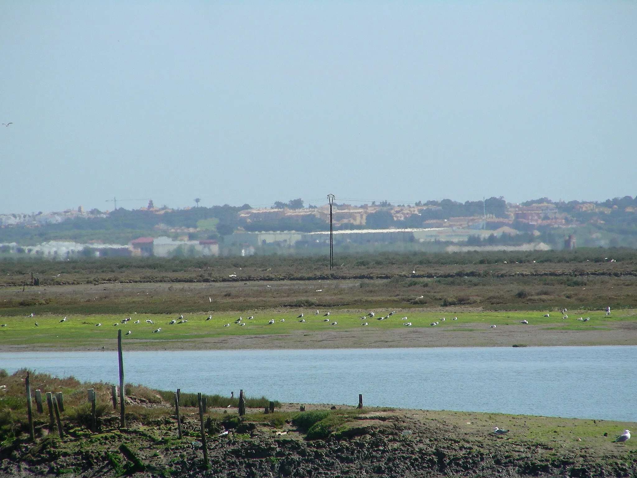 Photo showing: vista general PN marismas de Isla Cristina