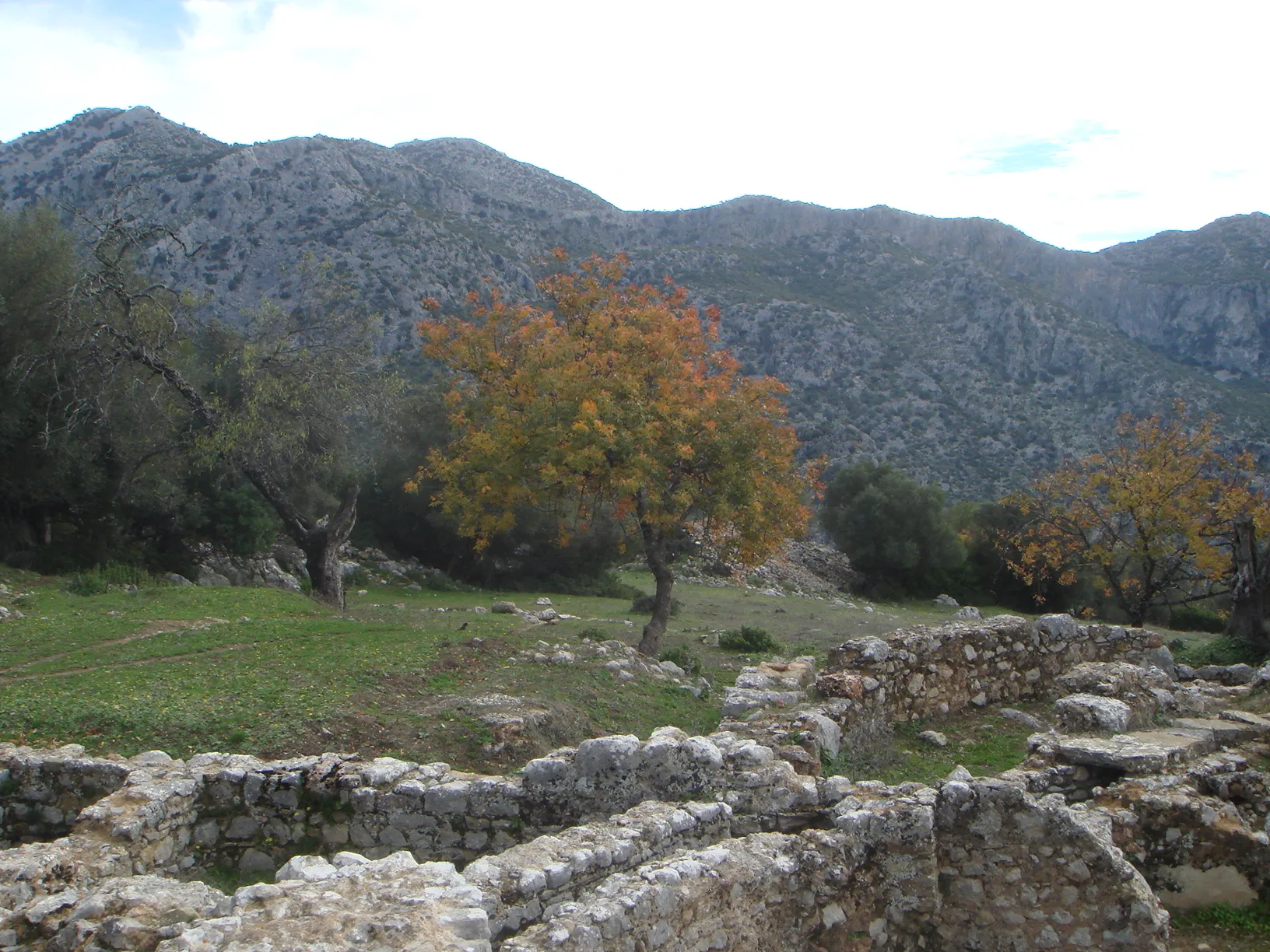 Photo showing: Terebinth at Ocuri, Ubrique (Cádiz), Spain.