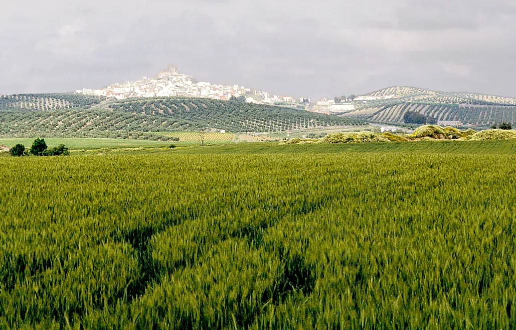 Photo showing: The town and its surroundings. Espejo, Córdoba, Andalusia, Spain