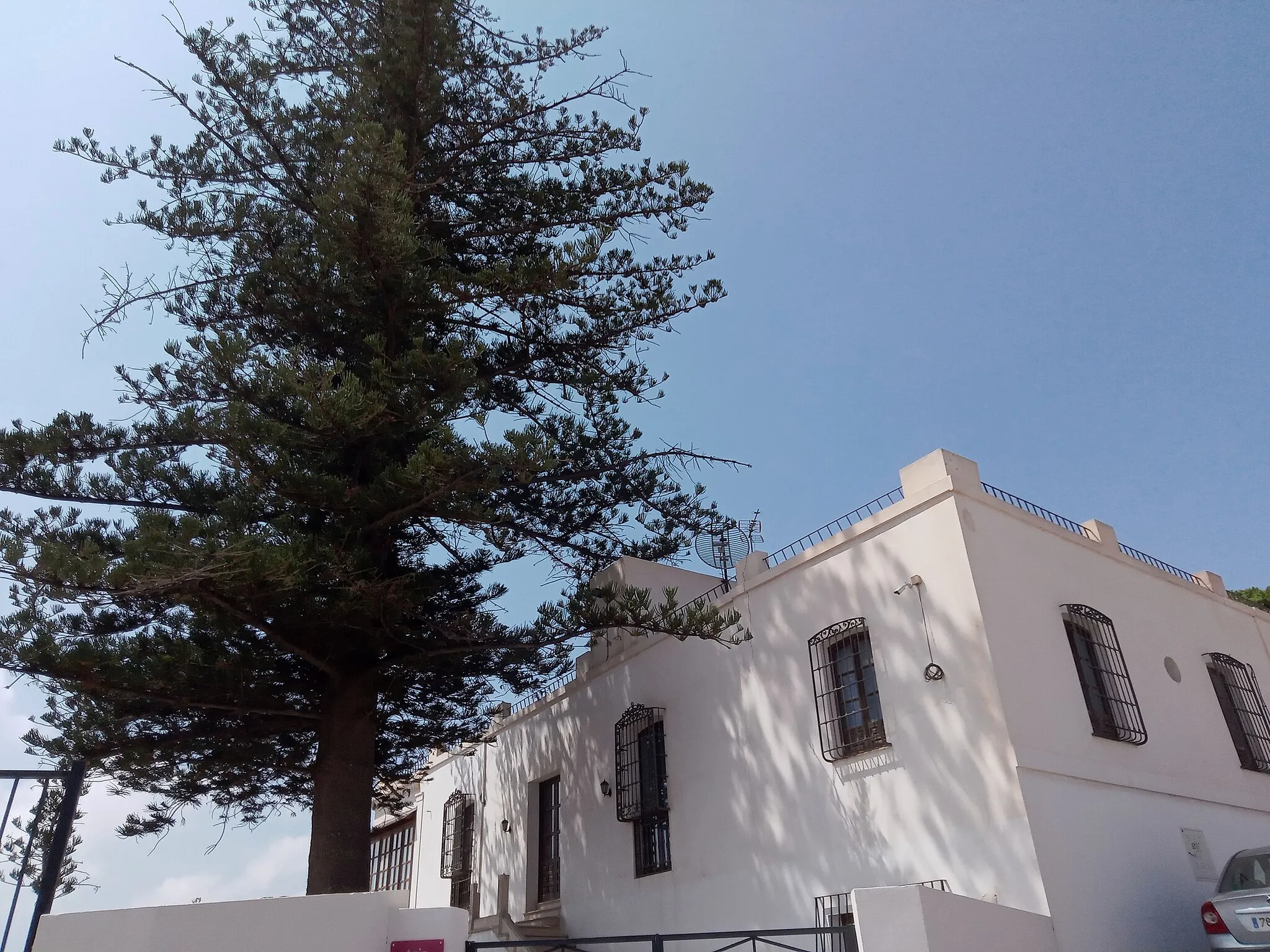 Photo showing: Centro Cultural Cortijo Moreno en Huércal de Almería. Existe una araucaria de principios del siglo XX.