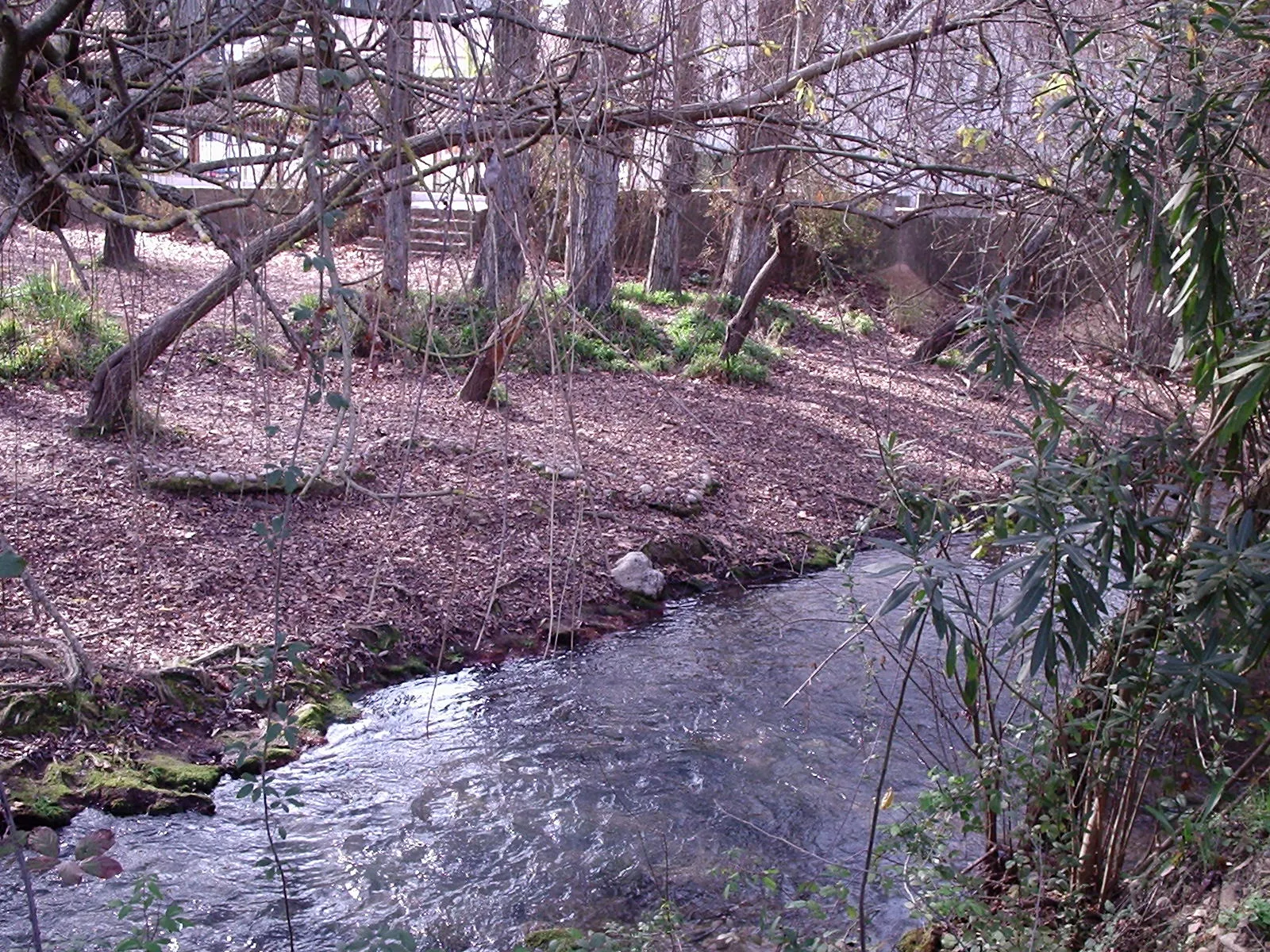 Photo showing: Río Majaceite a su paso por El Bosque