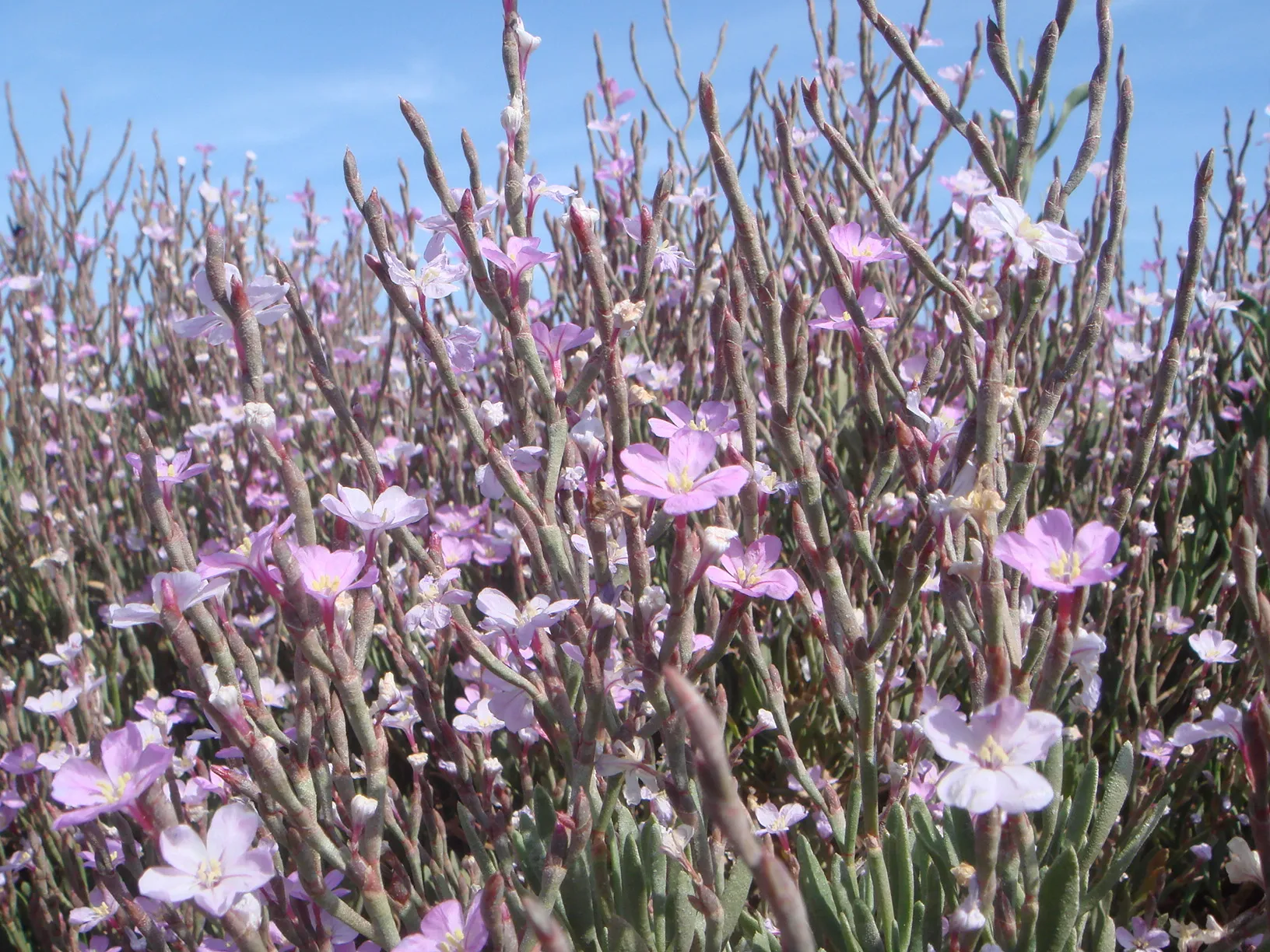 Photo showing: Salado (Limoniastrum monopetalum), Parque Natural Bahía de Cádiz, San Fernando, (Cádiz), España