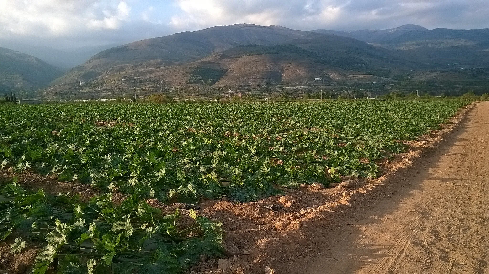 Photo showing: Plantación de calabacín en Fuente Victoria. Pueblo de Laujar al fondo.