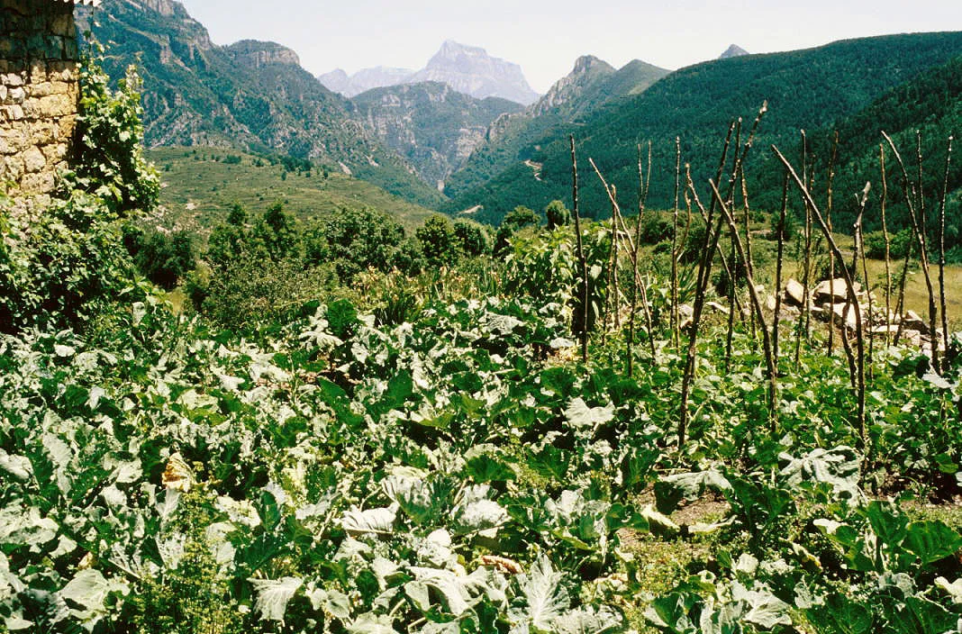 Photo showing: Vegetable garden at Nerín, Fanlo, Huesca, Aragon, Spain