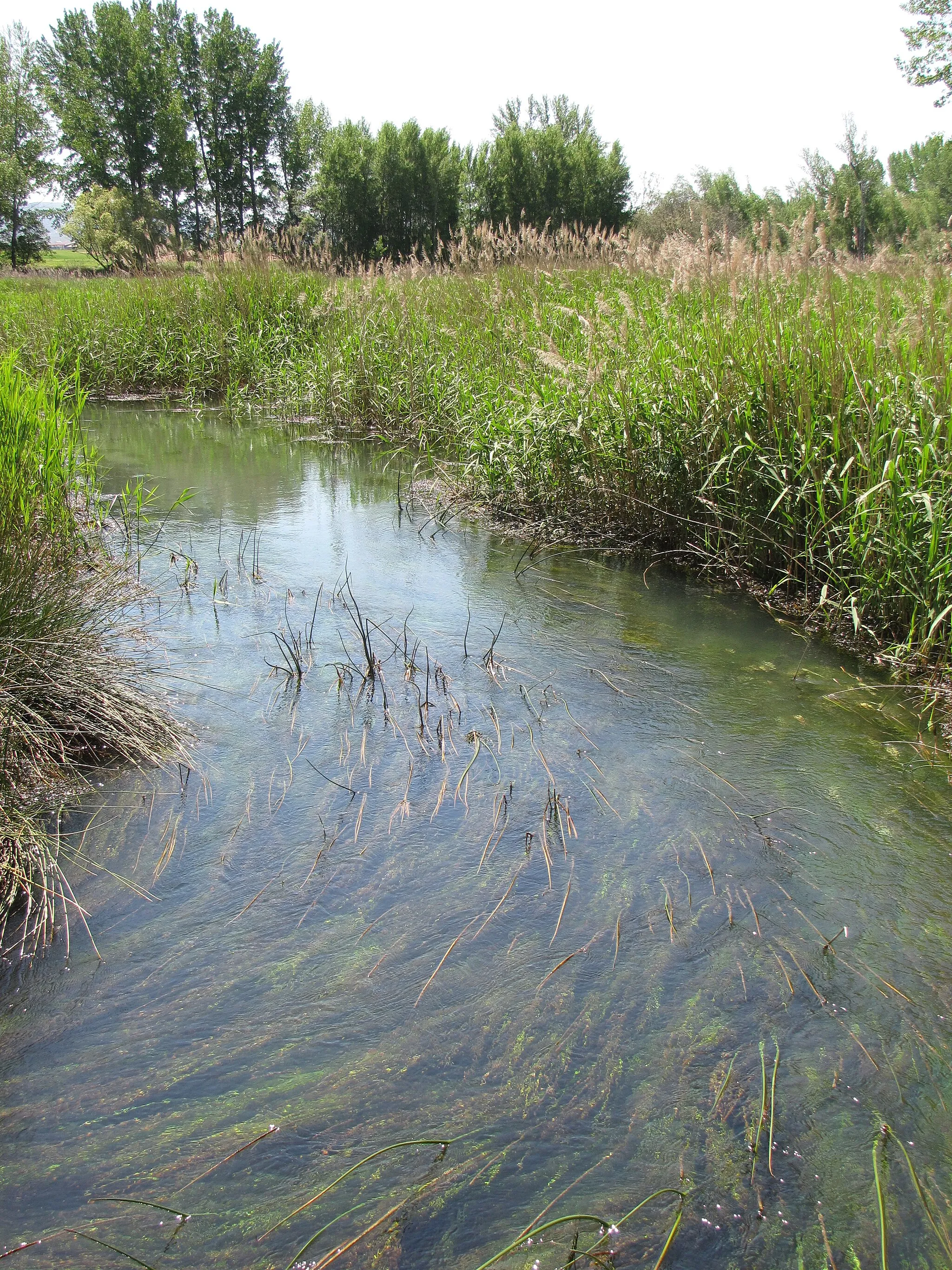 Photo showing: The rio Jiloca rises in artesian wells at the Ojos (eyes) of Monreal de Campo, in Aragon, Spain