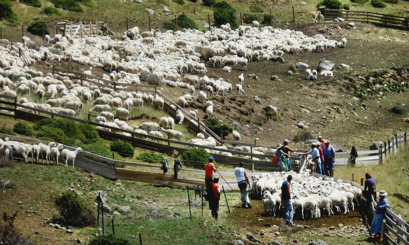 Photo showing: Els pastors separen les ovelles prenyades de les altres i les baixen de la serra de Sis als corrals de Serradui.