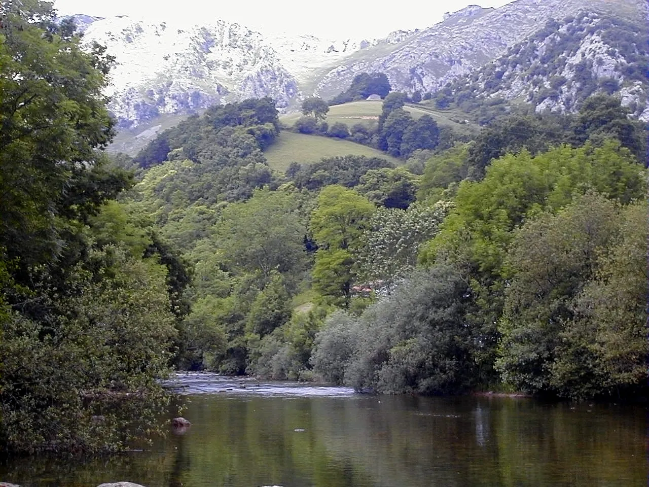 Photo showing: Vegetación de ribera en el río Asón, en Arredondo. CANTABRIA.