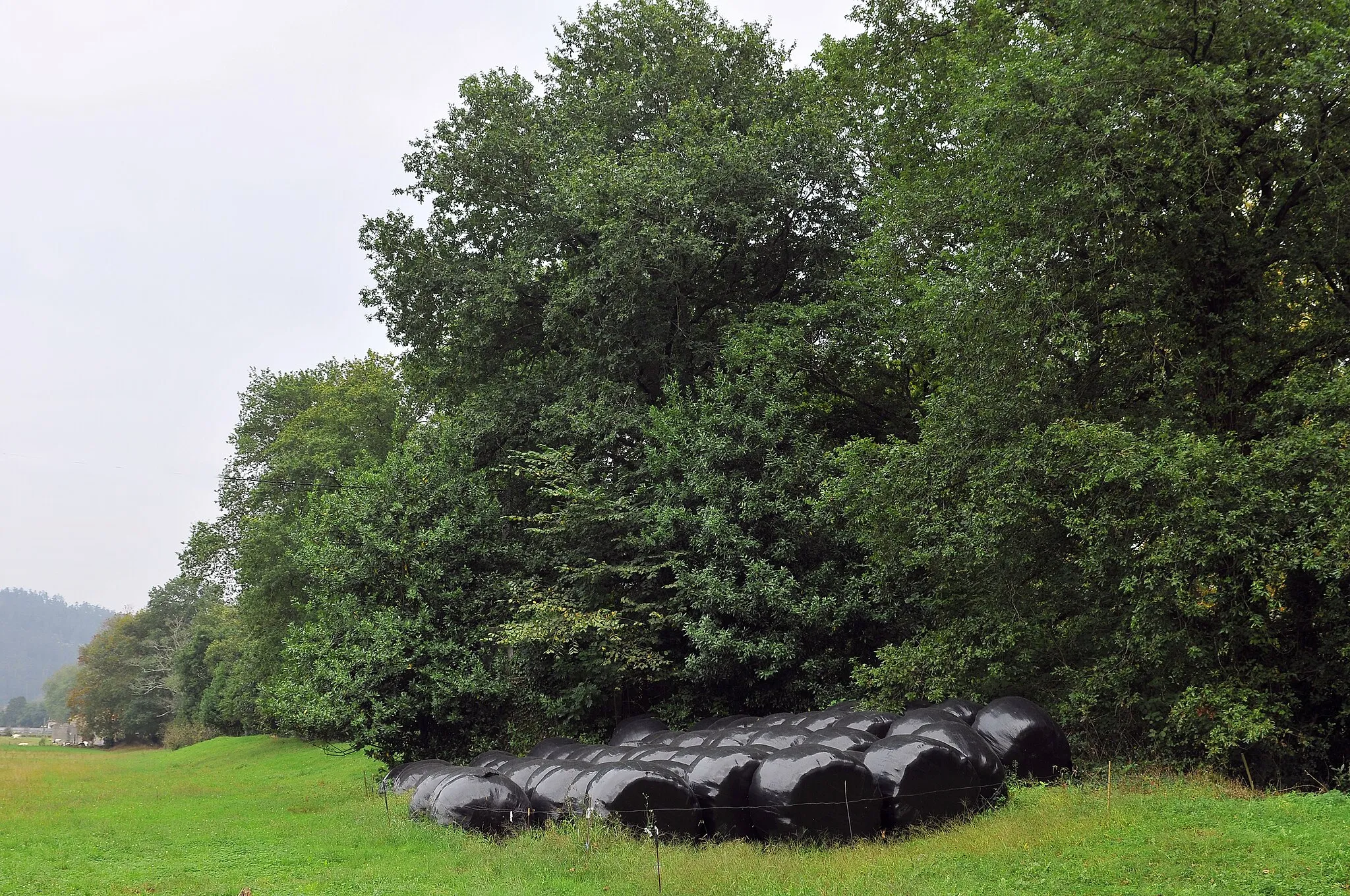 Photo showing: Meadow with oaks and hay bales. La Cavada, Riotuerto, Cantabria, Spain
