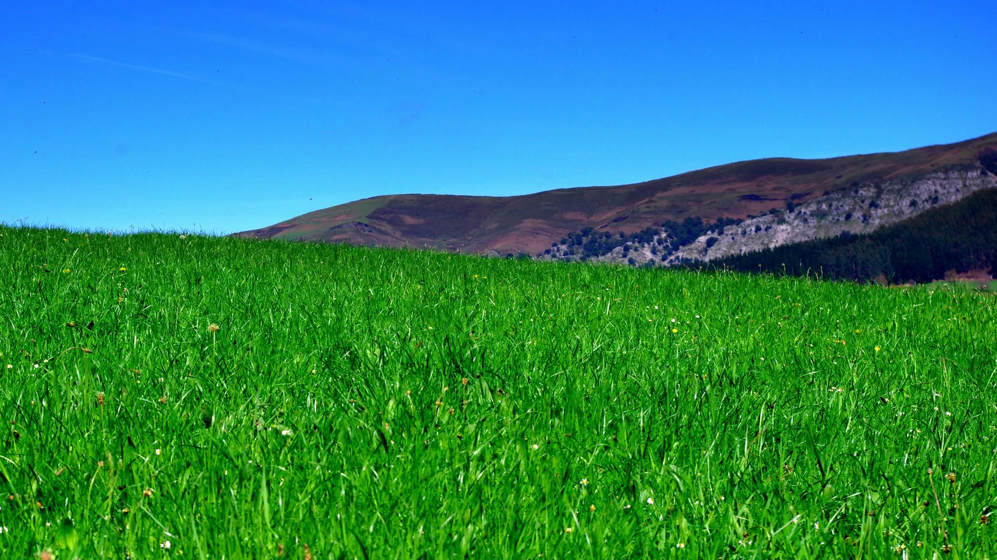 Photo showing: Grass-scape