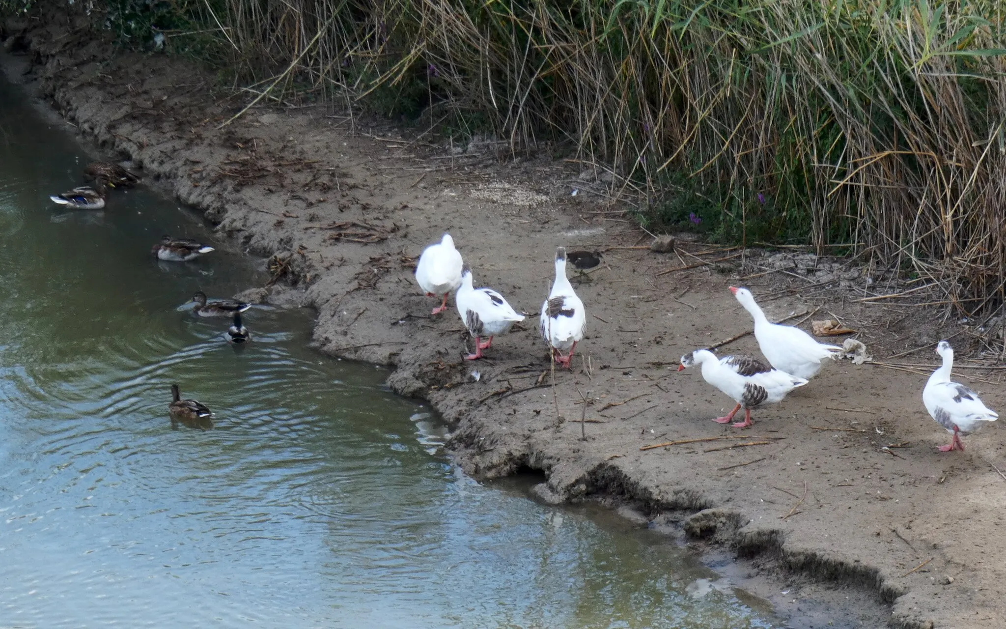 Photo showing: Parece que se han puesto de acuerdo y los patos dominan el agua mientras que las ocas ocupan la tierra.

P.D. Poco después las ocas se lanzaron al agua, aunque pacíficamente.