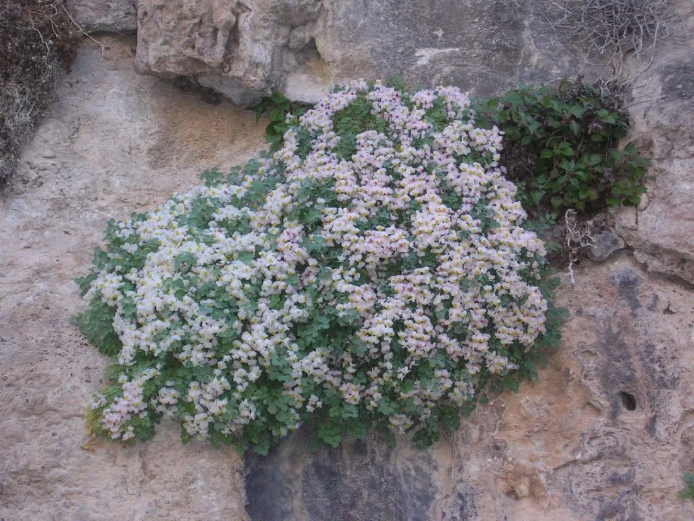 Photo showing: Plant in danger of extinction, found in south Spain mountain ranges.