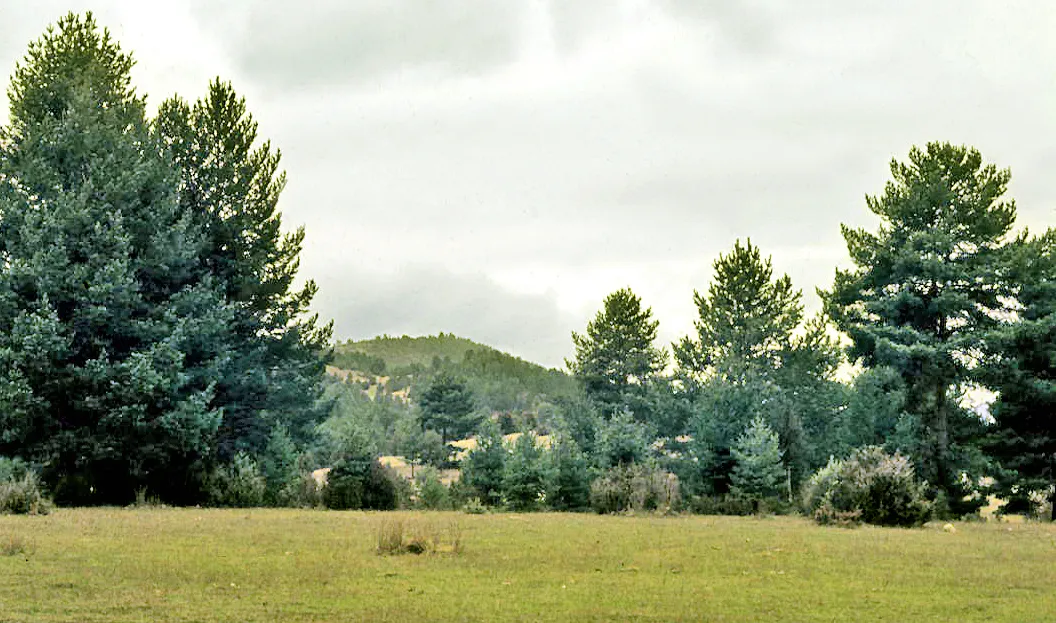 Photo showing: Meadow and cluster pine [Pinus pinaster] forest. Pinilla de Molina, Guadalajara, Castile-La Mancha, Spain
