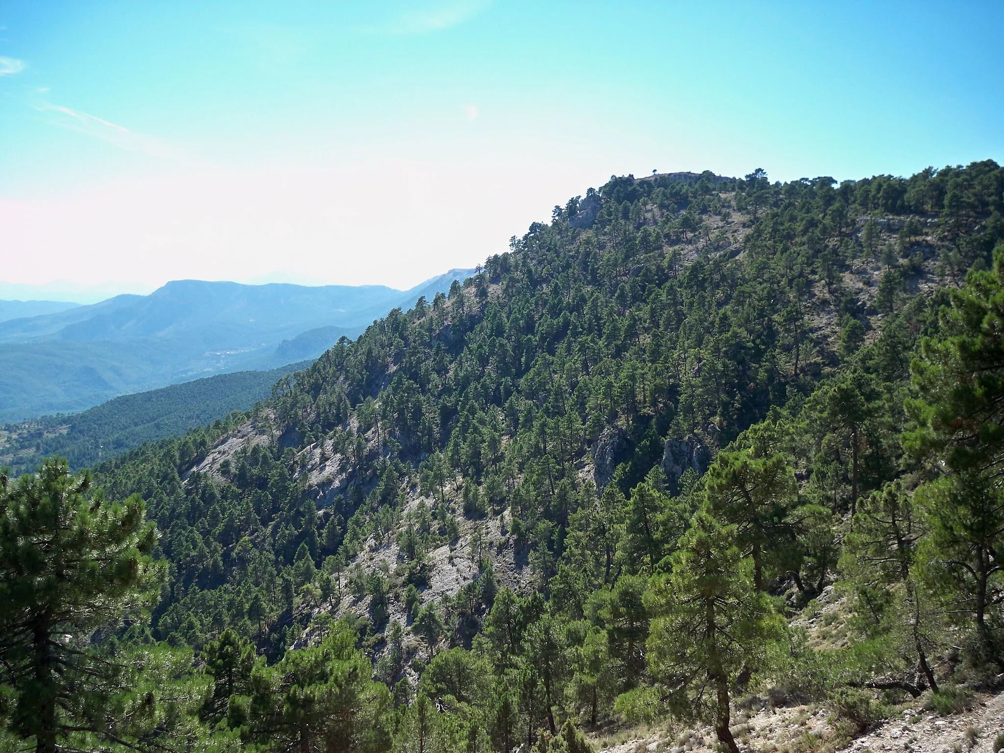 Photo showing: Monte de pinos cerca de Los Collados (Molinicos - Albacete), dentro del Parque Natural de los Calares del Río Mundo y de la Sima