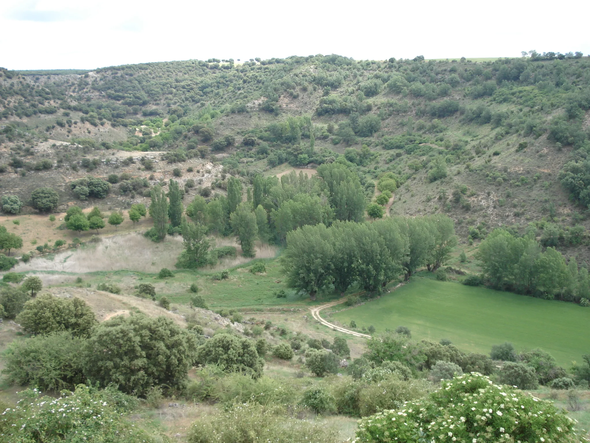 Photo showing: Nacimiento del Río Ungría en Fuentes de la Alcarria. En la foto se aprecia, a la izquierda de los chopos centenarios, el cañaveral bajo una chopera punto donde aflora el rio.