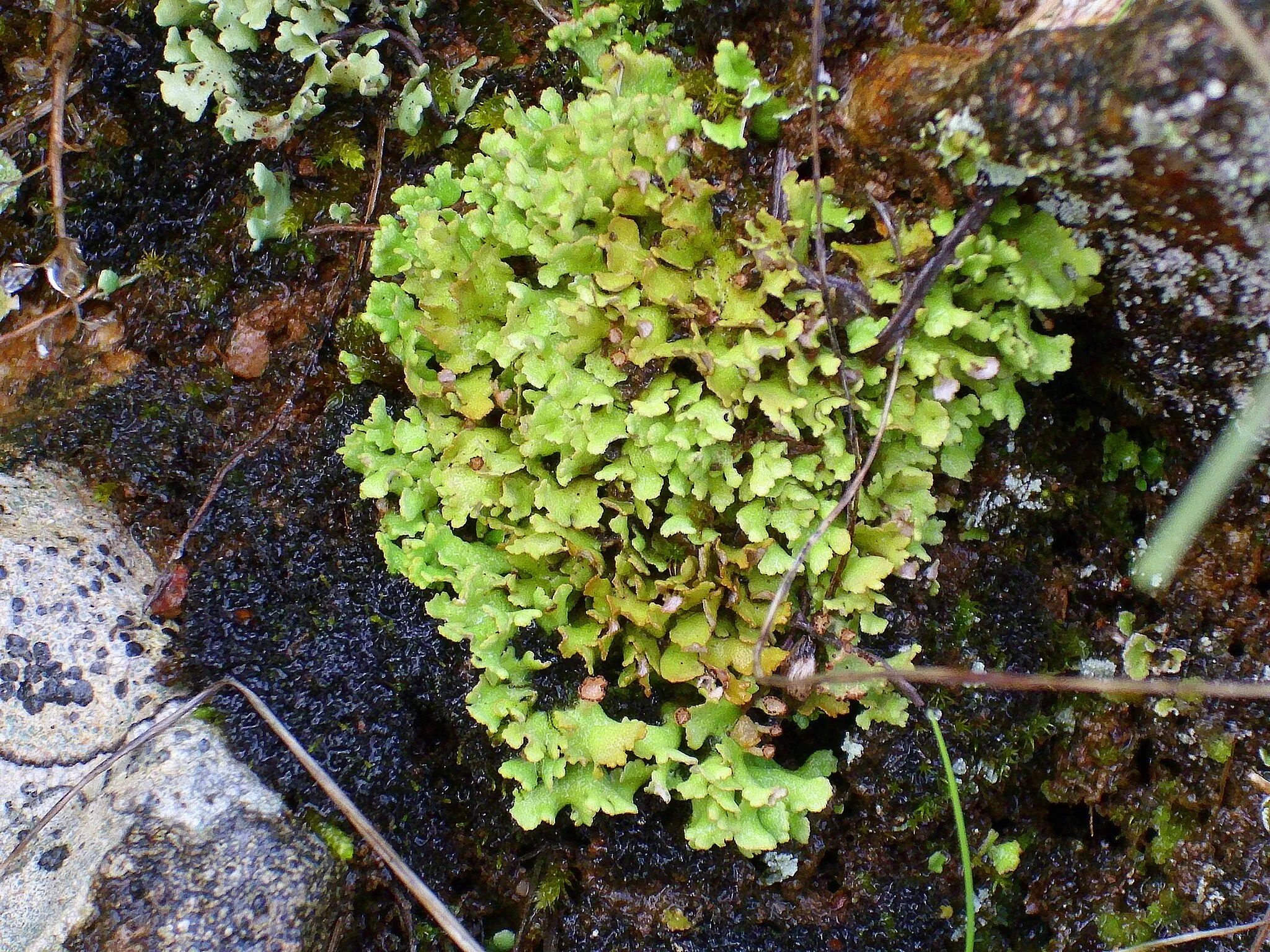 Photo showing: Lichen Cladonia foliacea close up, Puerto de Niefla Sierra Madrona, Spain