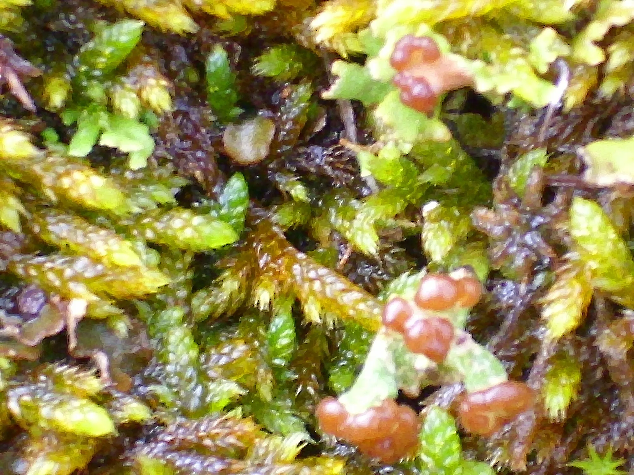 Photo showing: Lichen Cladonia ramulosa, Sierra Madrona, Spain