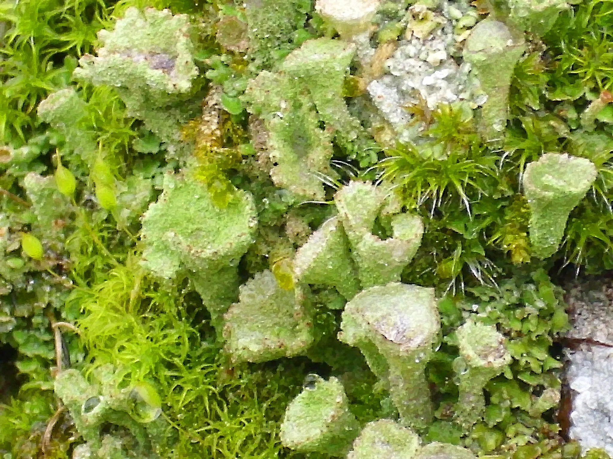Photo showing: Lichen Cladonia clorophaea close up, in Sierra Madrona, Spain