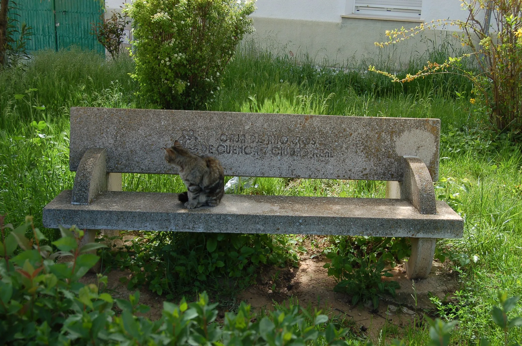 Photo showing: Banco da Caja de Ahorros de Cuenca y Ciudad Real con gato en Valverde de Júcar