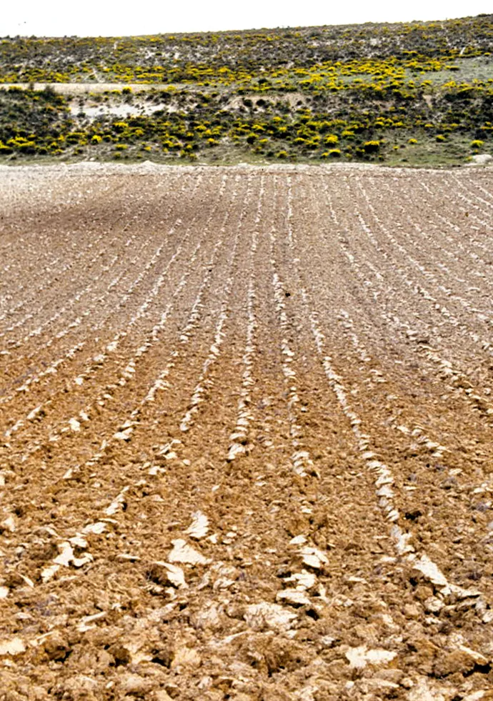 Photo showing: Ploughed field; in the background, slope with flowering "moorish gorses" [Ulex parviflorus] . Fuencemillán, Guadalajara, Castile-La Mancha, Spain