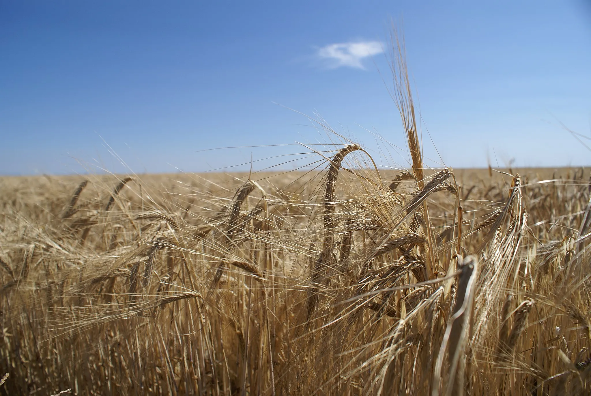 Photo showing: Ears of barley in summer, ready to harvest them.