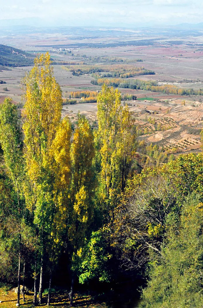 Photo showing: Lombardy poplars [Populus nigra 'Italica']  and Henares Valley from Miralrío. Guadalajara, Castile-La Mancha, Spain