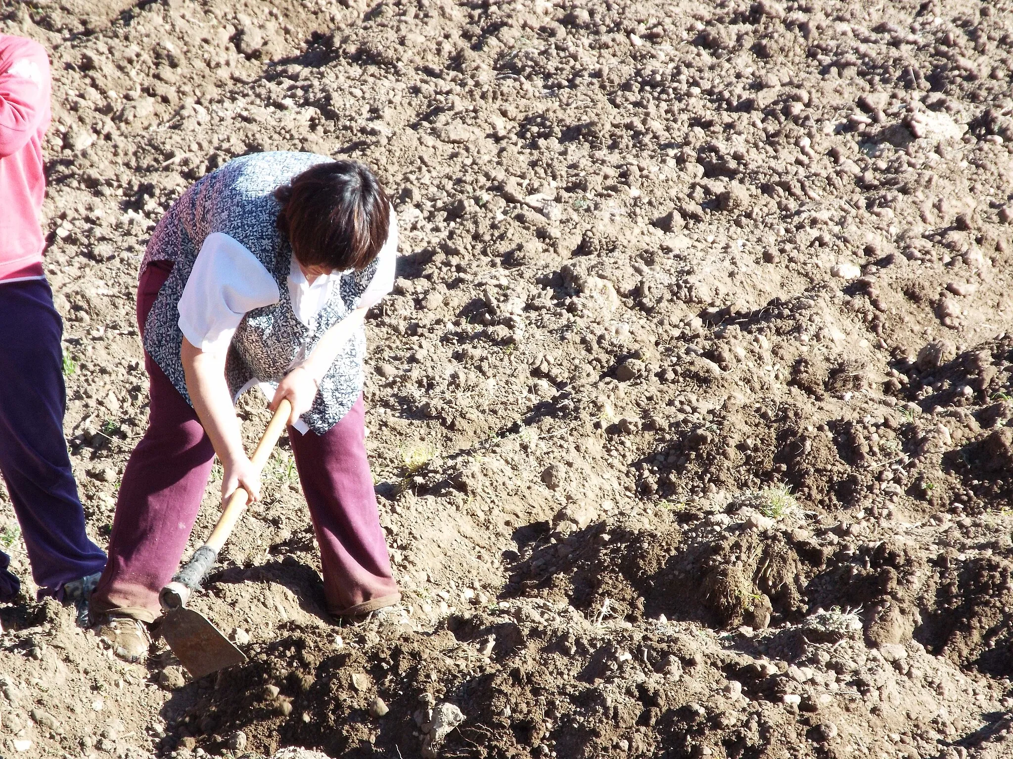 Photo showing: Granjera tuseña realizando labores agrícolas