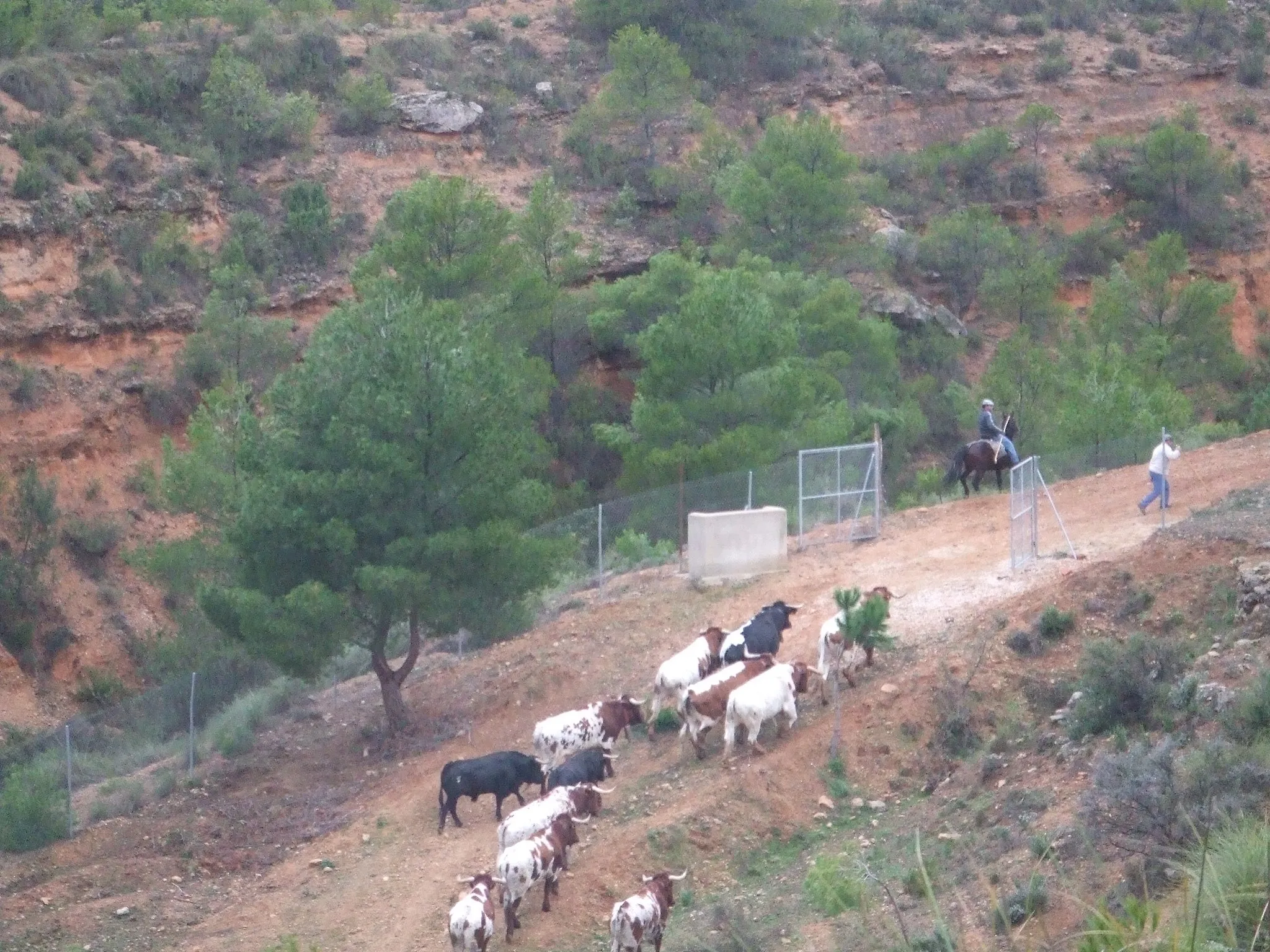 Photo showing: Salida de los toros desde el Corral Colorao para dirigirse al pueblo