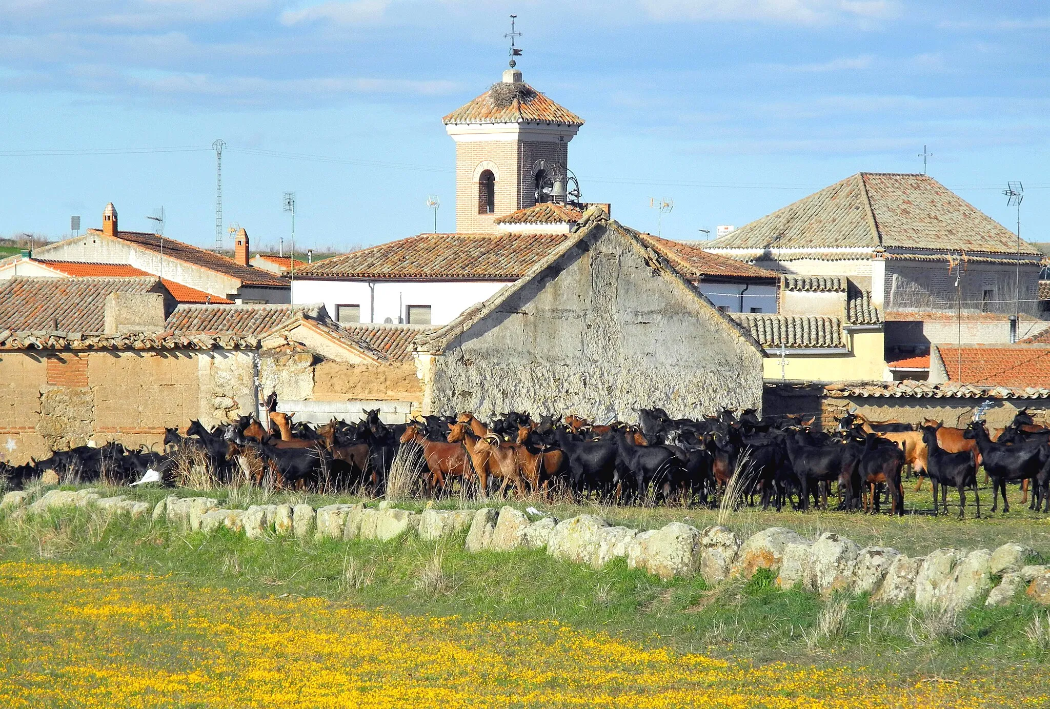 Photo showing: Goat herd going back home. Santa Ana de Pusa, Toledo, Castile-La Mancha, Spain