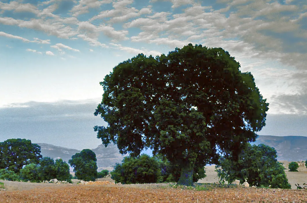 Photo showing: Holm oaks [Quercus ilex] at Villaconejos de Trabaque, Cuenca, Castile-La Mancha, Spain