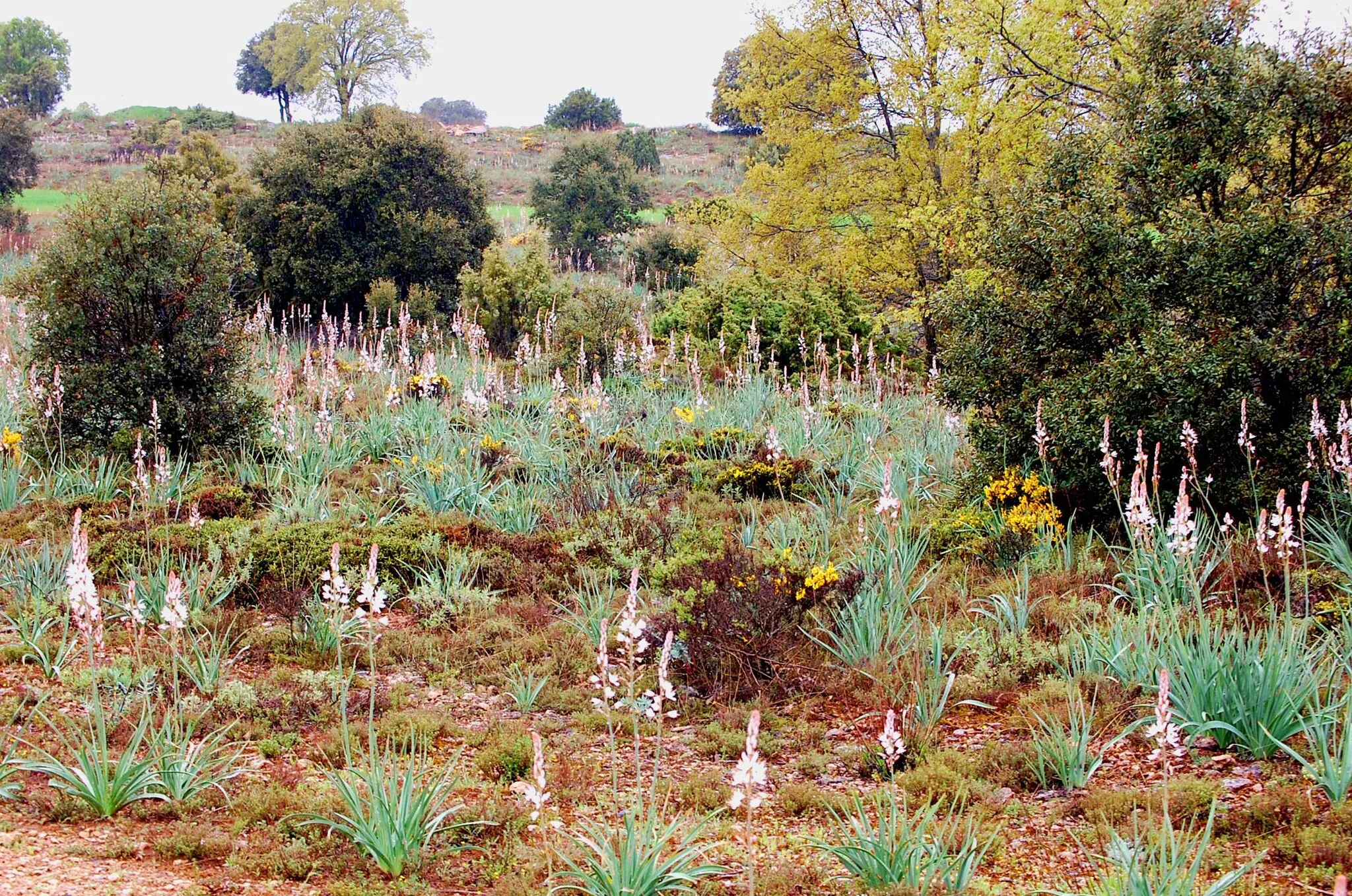 Photo showing: Vista de bosque mixto de encinas (Quercus rotundifolia), quejigos (Quercus faginea) y gamones en Torrecuadrada de los Valles (provincia de Guadalajara, España).