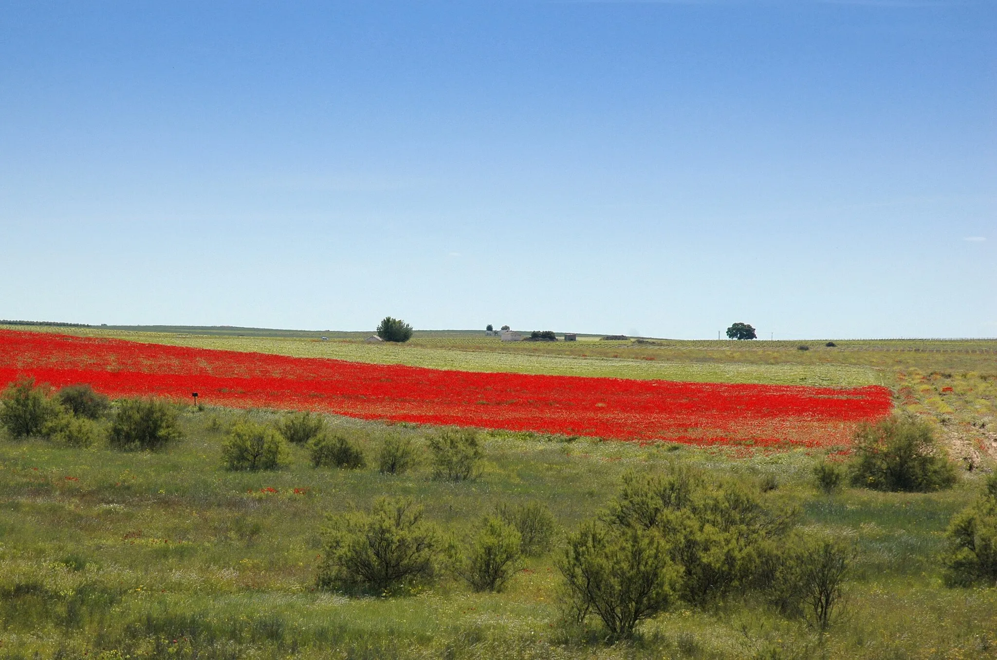 Photo showing: Poppy field near Torralba de Calatrava, in the province of Ciudad Real (Spain).