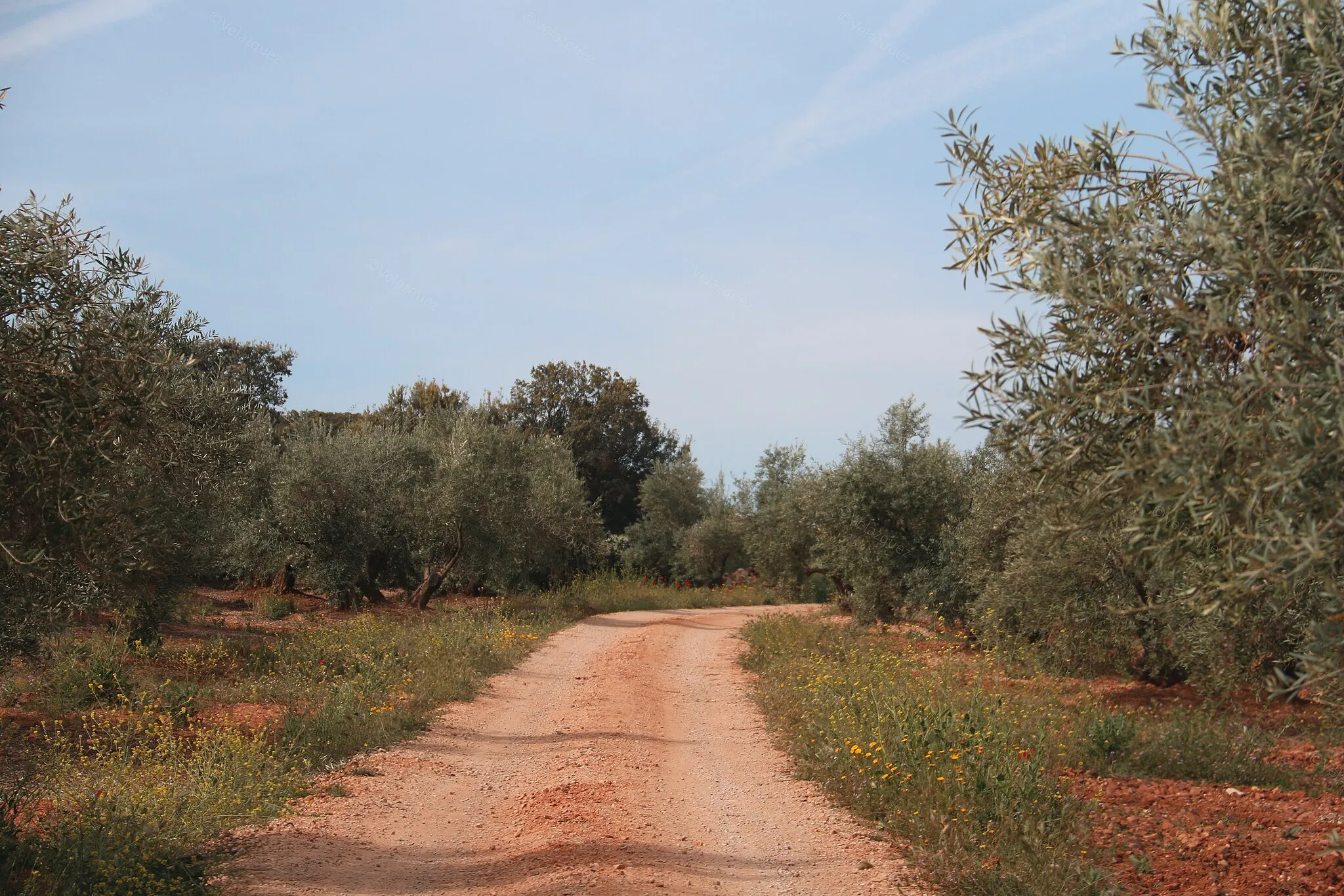 Photo showing: Camino Olivos