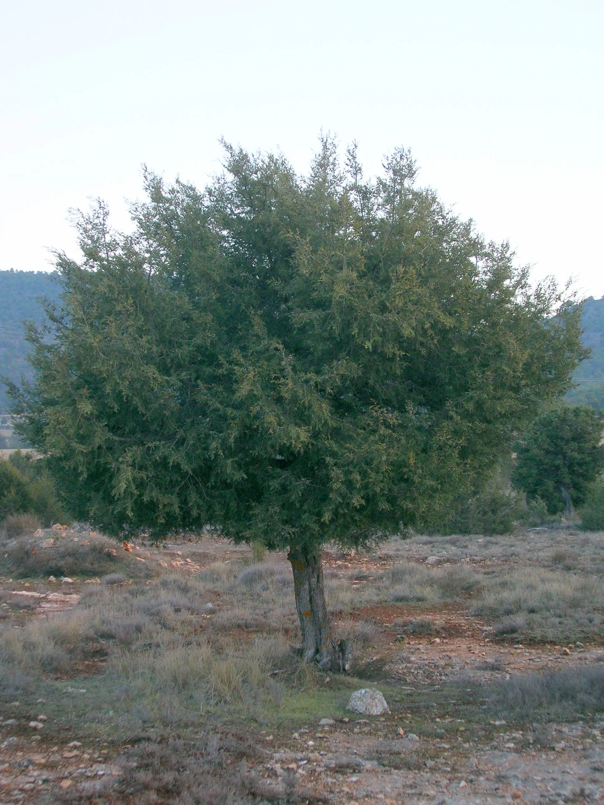 Photo showing: Sabina albar, en las proximidades de El Sabinar, Moratalla, Murcia. Juniperus thurifera L. / Sin.: Juniperus hispanica Lamk.= Juniperus Mill. = Juniperus sabinoides Endl. = Sabina thurifera Ant.
