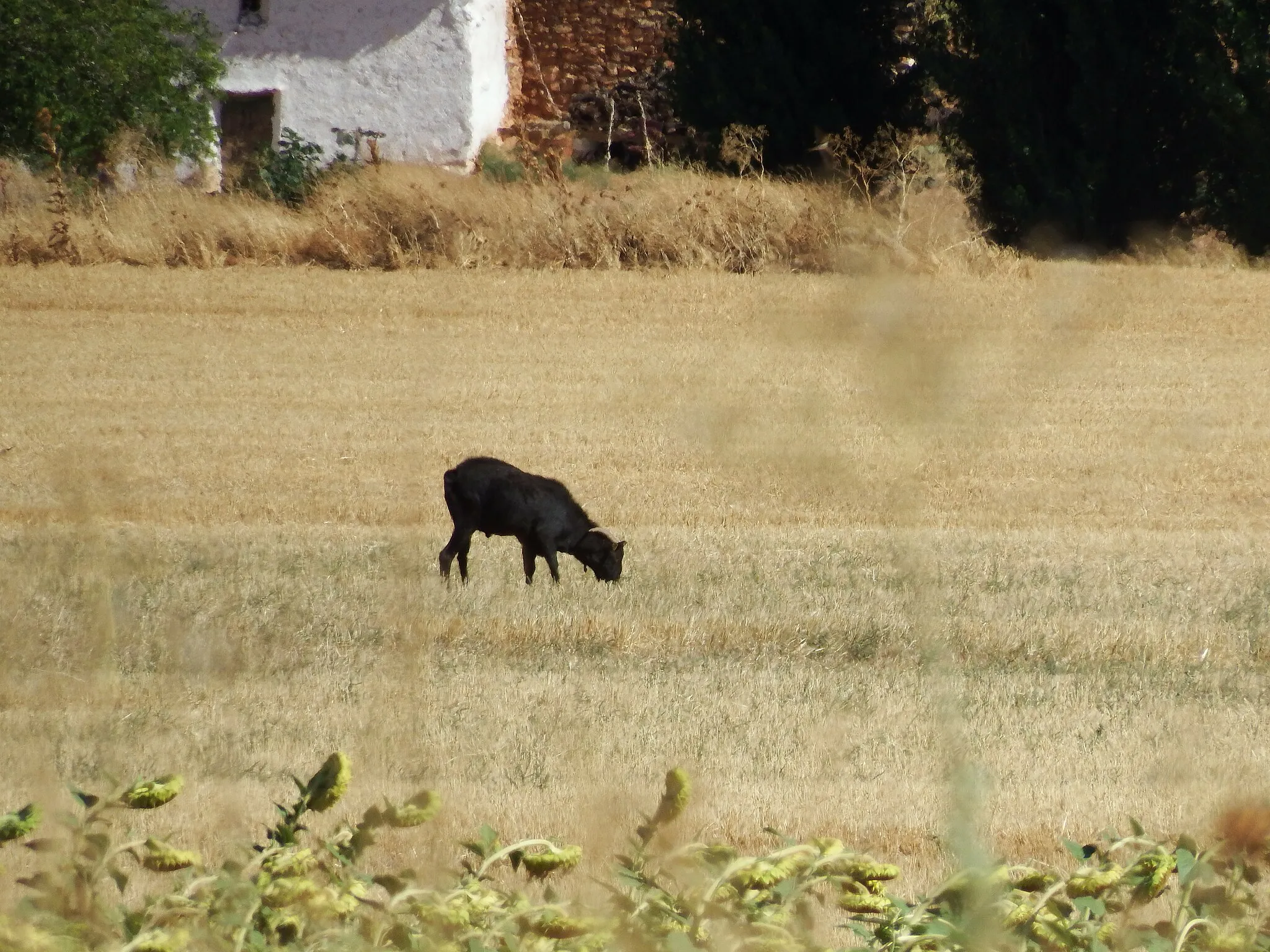 Photo showing: Oveja en Atalaya del Cañavate