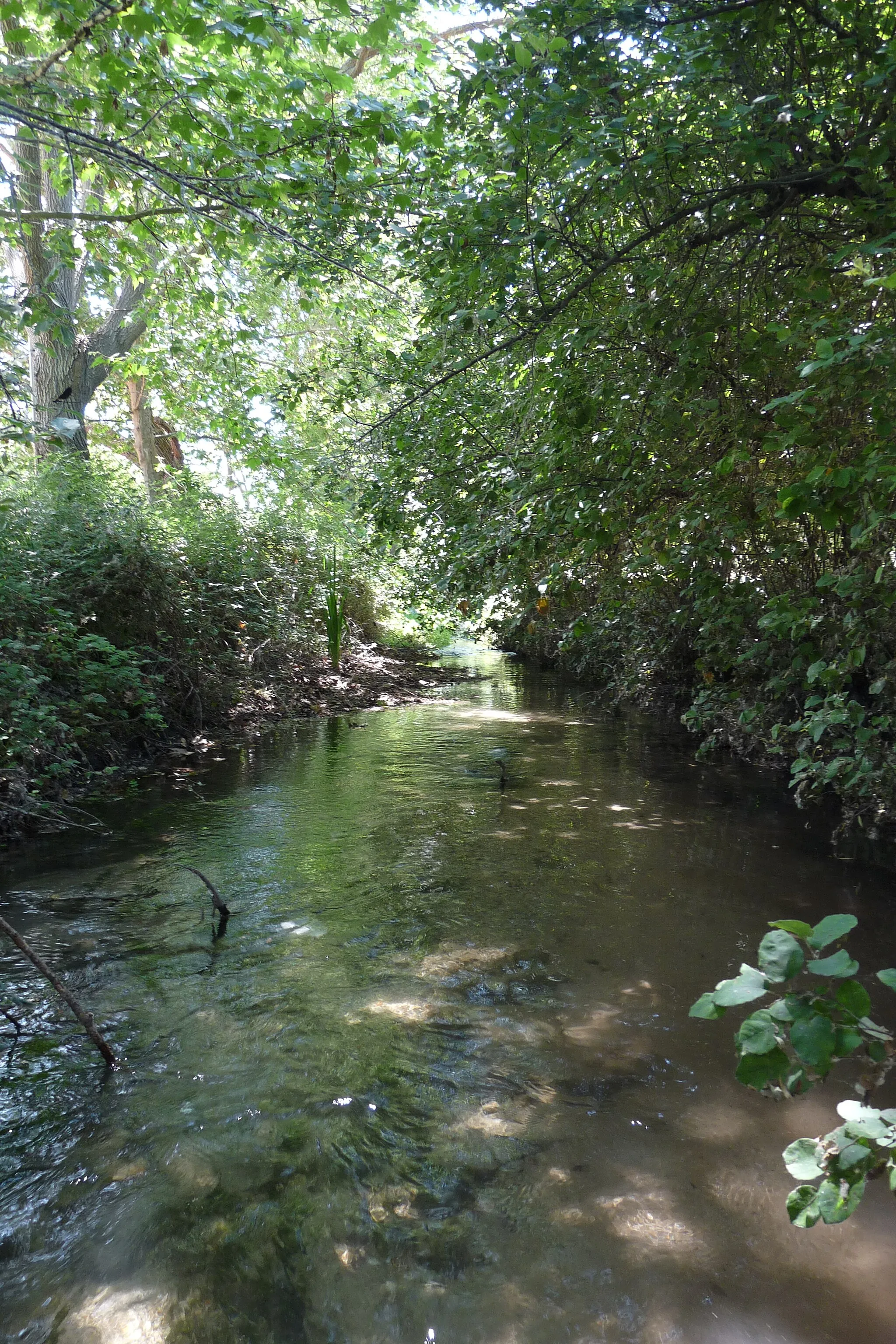 Photo showing: Vista del río Ungría (Valdesaz).