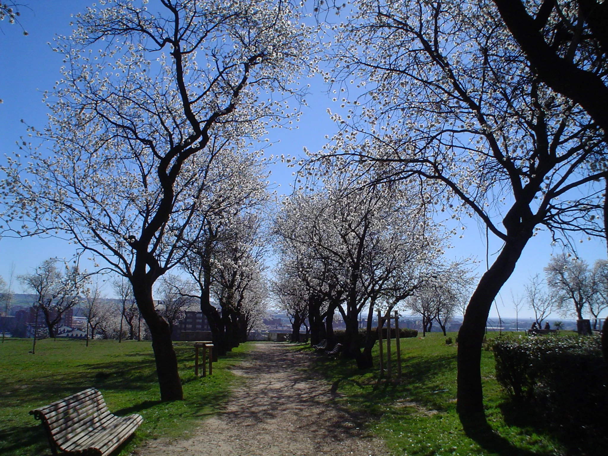 Photo showing: Paseo de los Almendros en el Parque del Mediodía de Parquesol (Valladolid) en pleno esplendor primaveral.