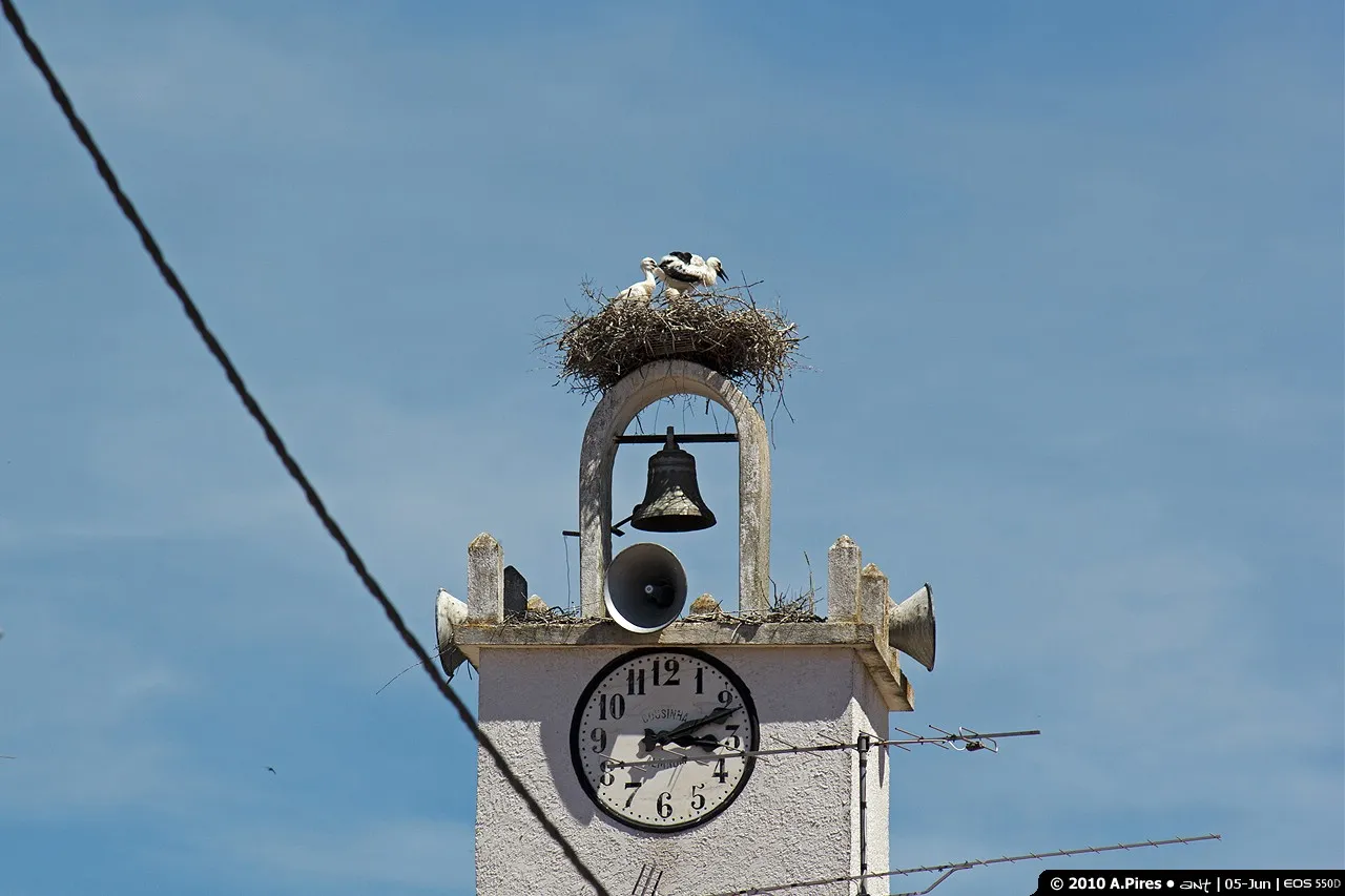 Photo showing: Cegonhas num ninho situado na torre da igreja de Aldeia da Ribeira (Almeida)