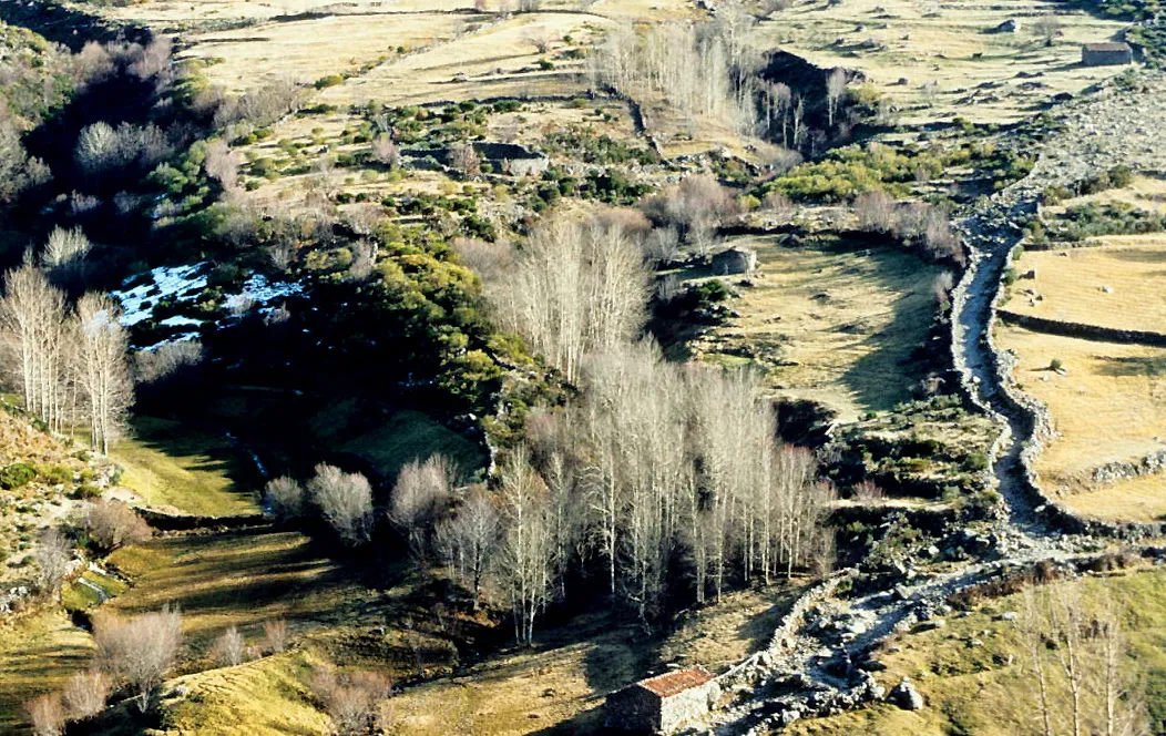 Photo showing: Meadows, trees and livestock drove at  Serranillos, Ávila, Castile and León, Spain