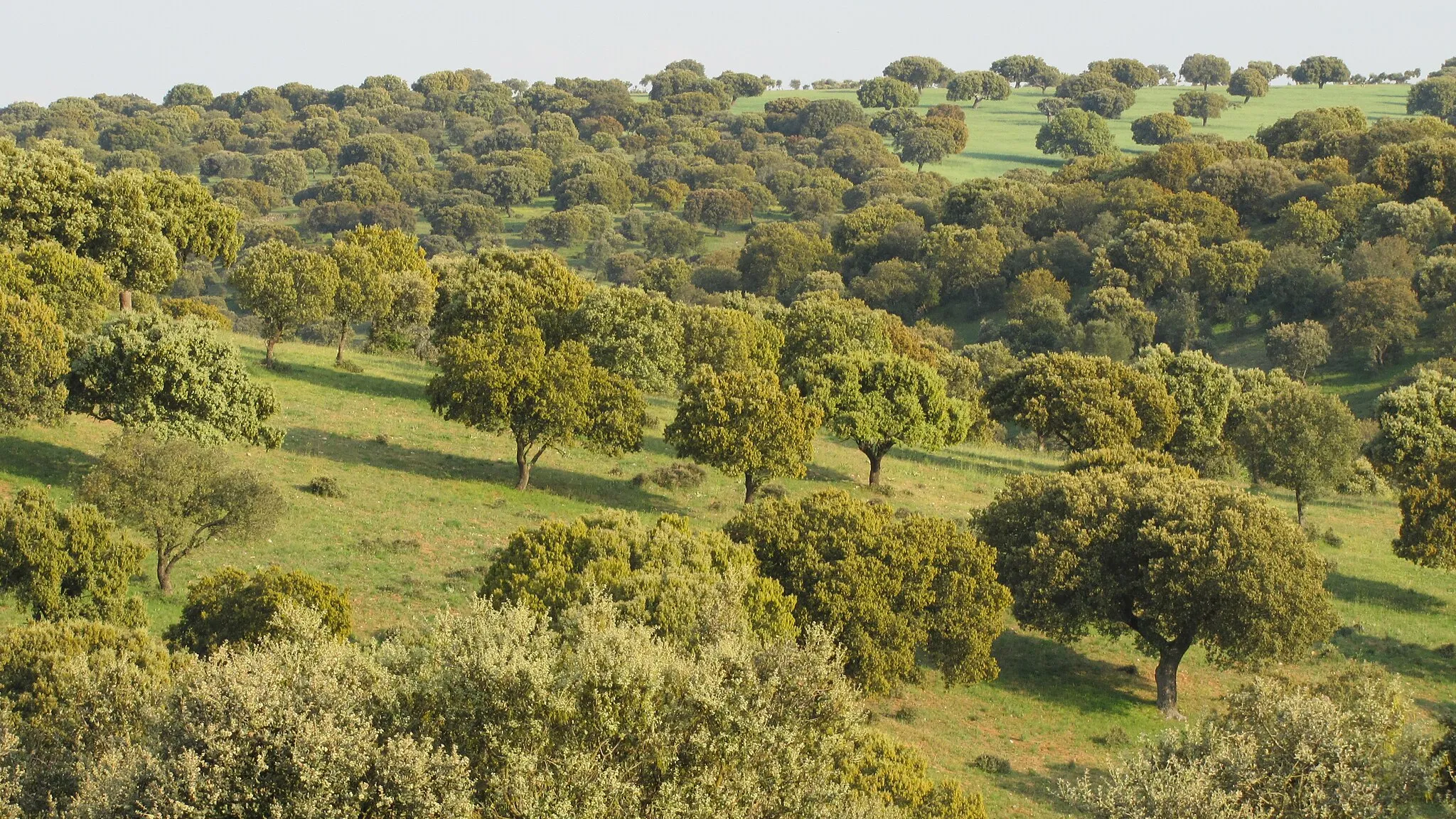 Photo showing: Dehesa, finca Los Valhondos, perteneciente a BEHER, Bernardo Hernández. En la fotografía se observa un bosque de encinas, dedicado a la cría de cerdos, para la producción de jamón de bellota. Situada en el municipio de Pelayos (Salamanca), cercano a la localidad de Guijuelo.