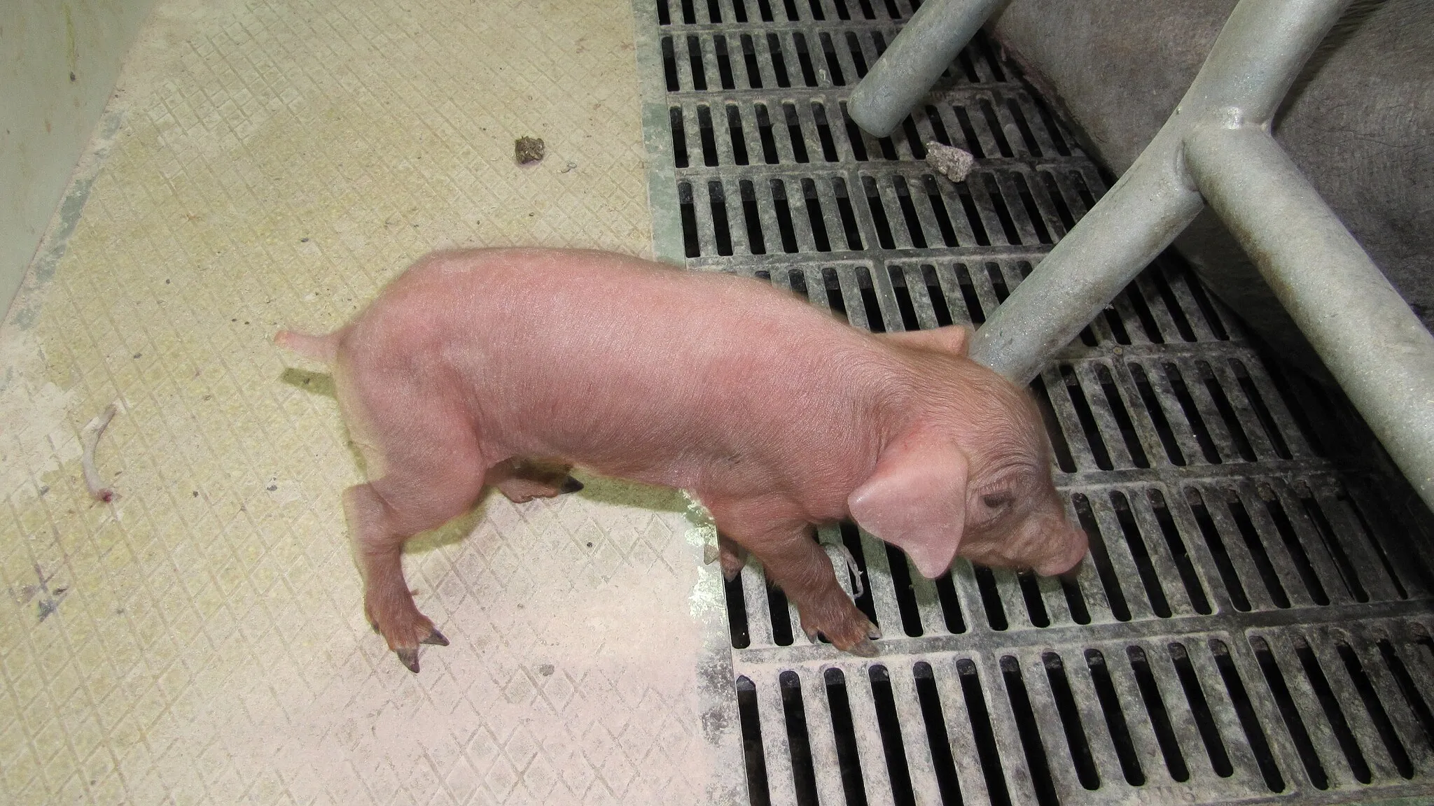 Photo showing: Cerdo Ibérico, con 1 día de edad, tiene el color rojizo que caracteriza a los cochinillos de raza ibérica durante sus primeras semanas de edad,  en la finca Los Valhondos, en Pelayos, Salamanca (España), perteneciente al grupo jamonero BEHER, Bernardo Hernandez, de la Denominación de Origen Jamón de Guijuelo.