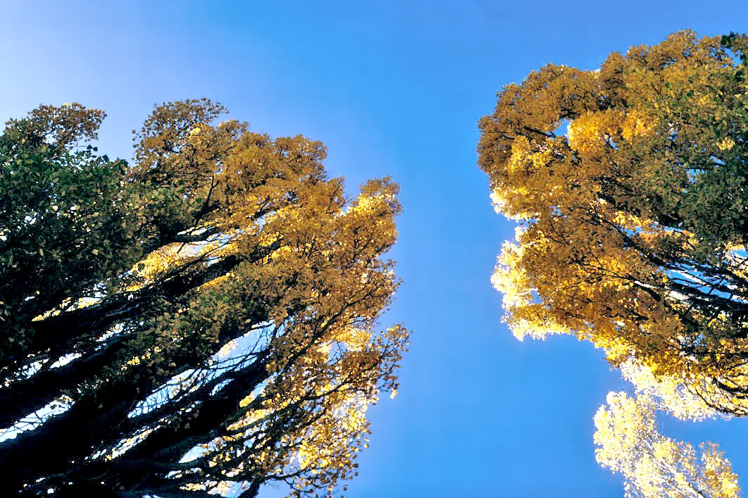 Photo showing: Poplars with their autumn colors. La Póveda de Soria, Soria, Castile and León, Spain