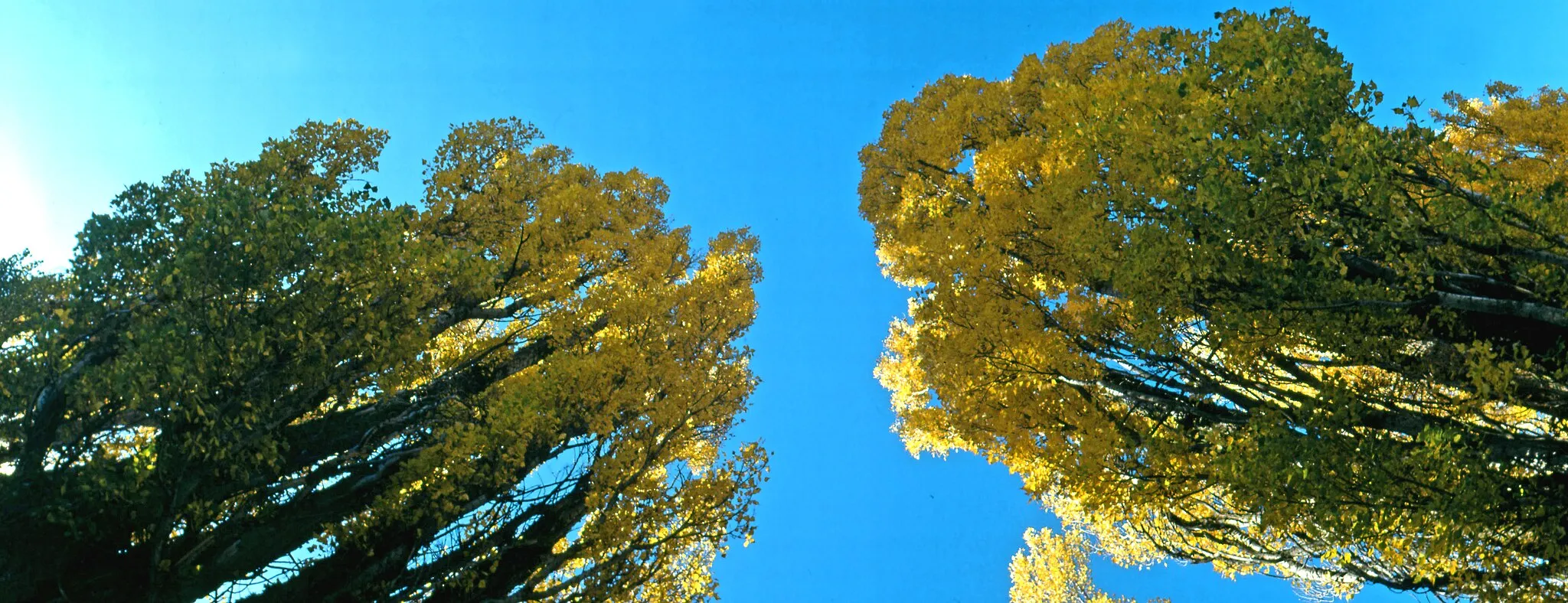 Photo showing: Lombardy poplars [Populus nigra 'Italica']  in autumn. La Póveda de Soria, Soria, Castile and León, Spain