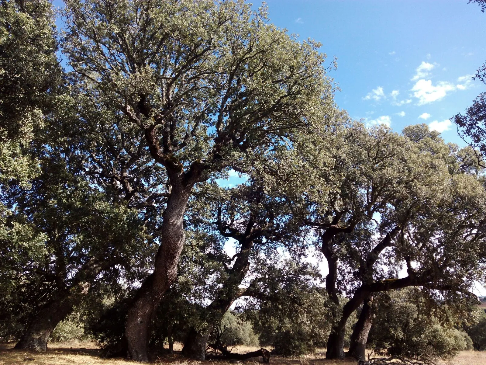 Photo showing: Encinar de Camparañon