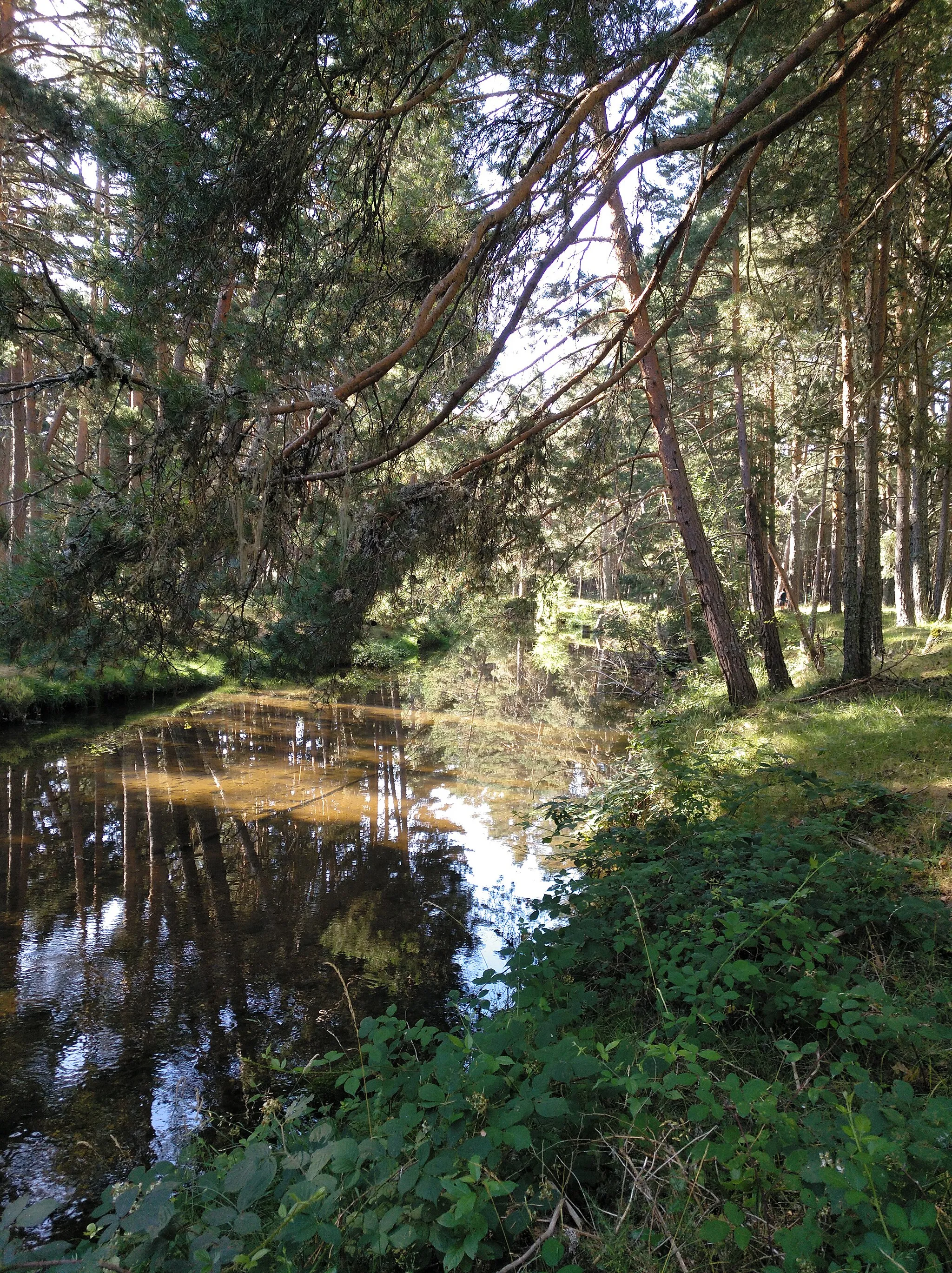 Photo showing: El río Duero cerca del nacimiento cruza los montes rodeado de pinares